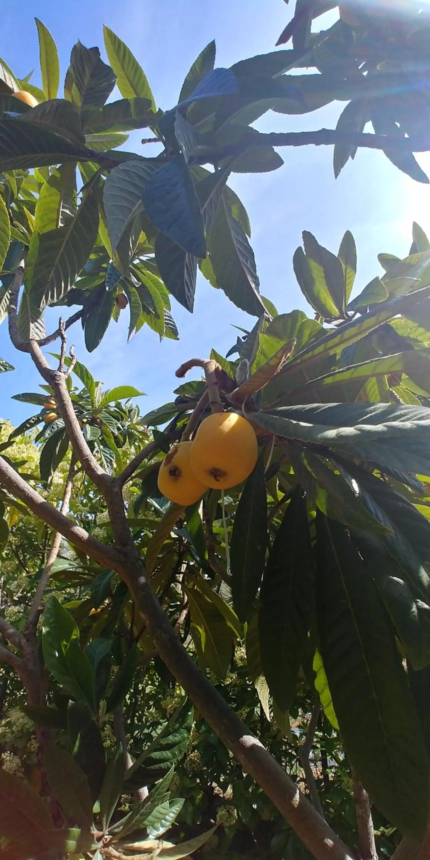 Garden in La Piana degli Ulivi