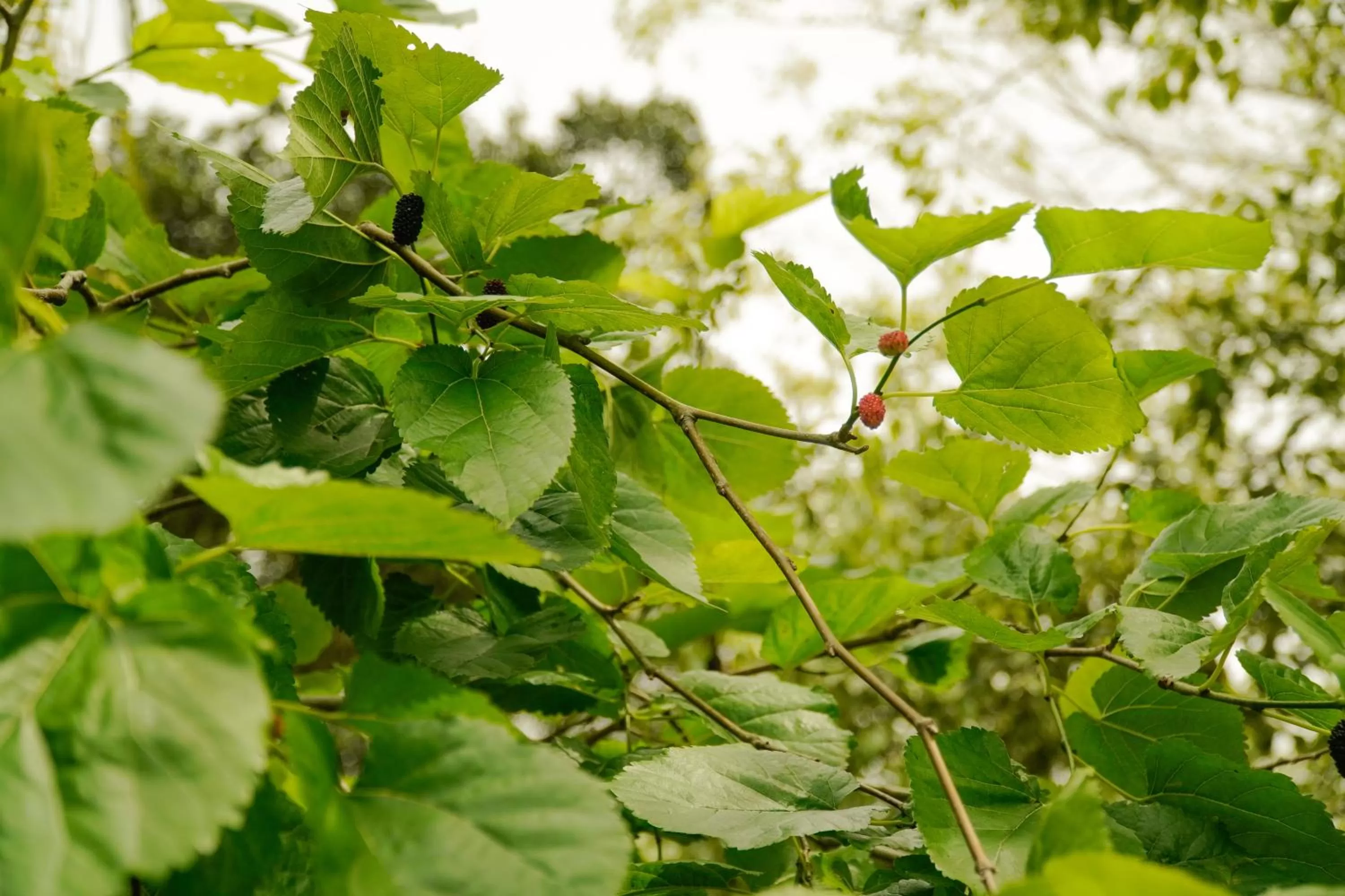 Garden in Pousada Dunasol Floripa