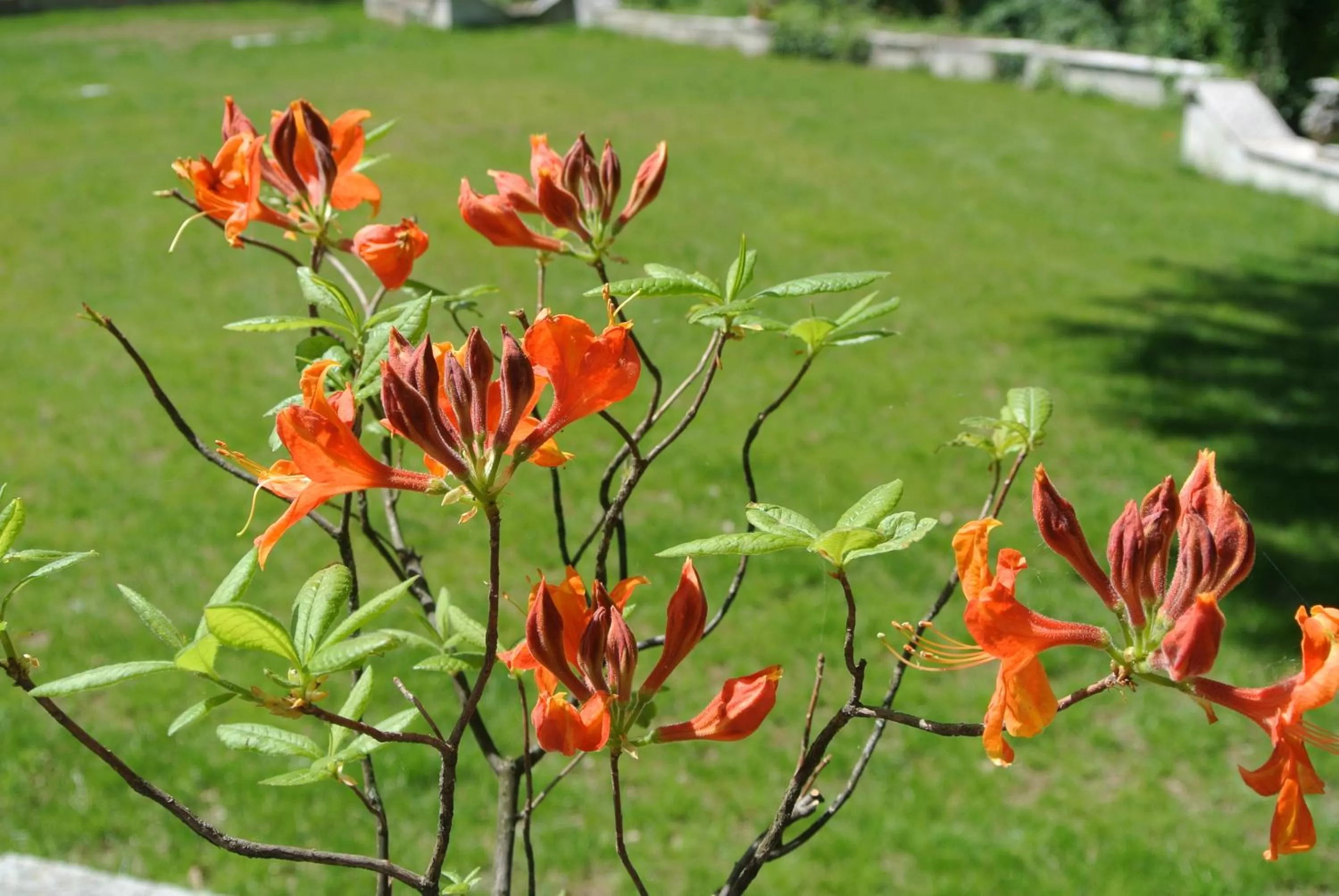 Garden in campagnoli