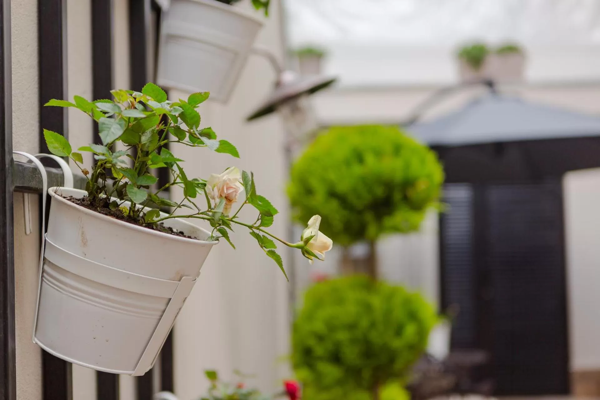 Garden in Hotel BLOOM Batumi