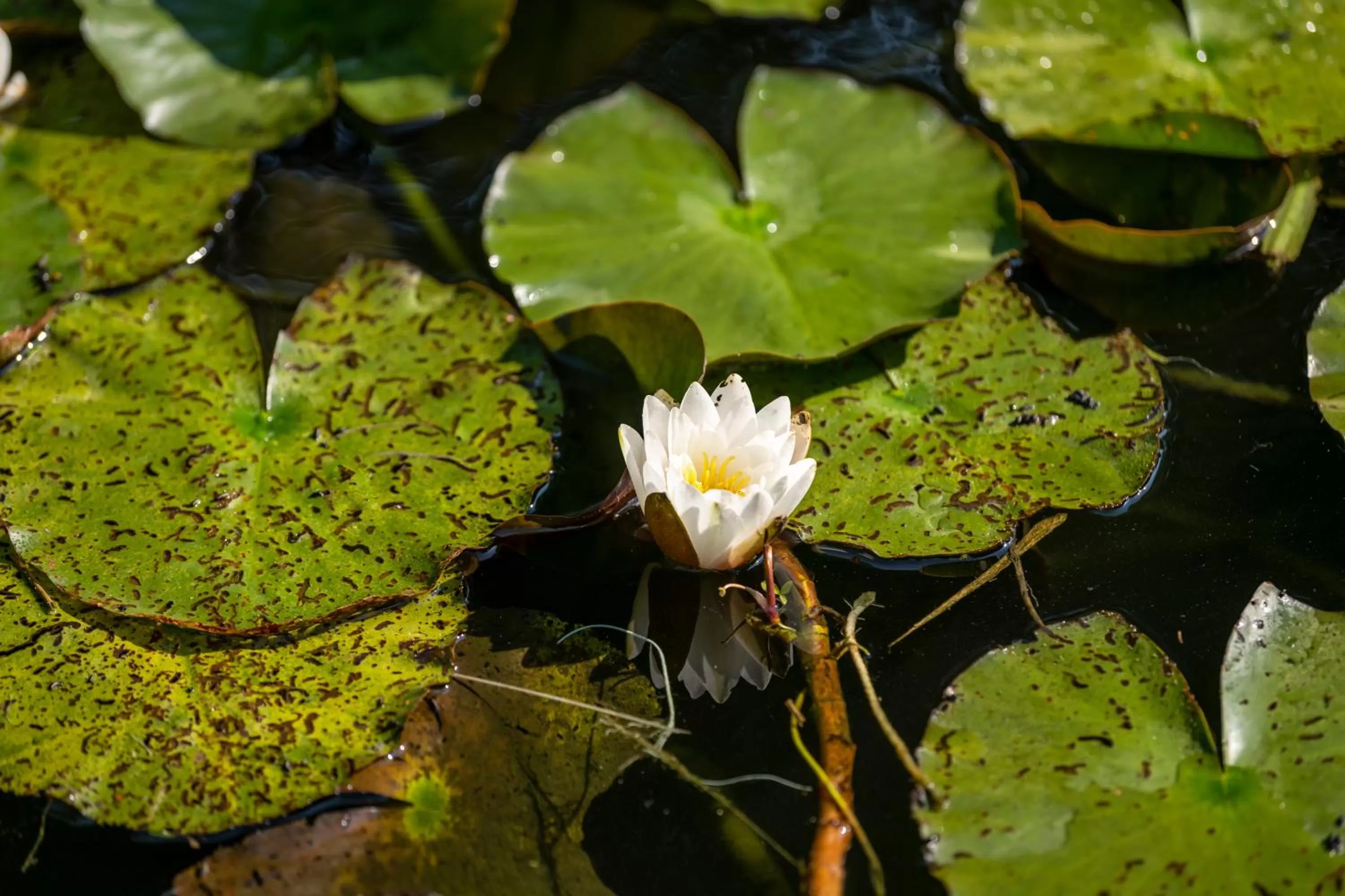 Garden in Köhlers Forsthaus Wellness & Genuss Hotel