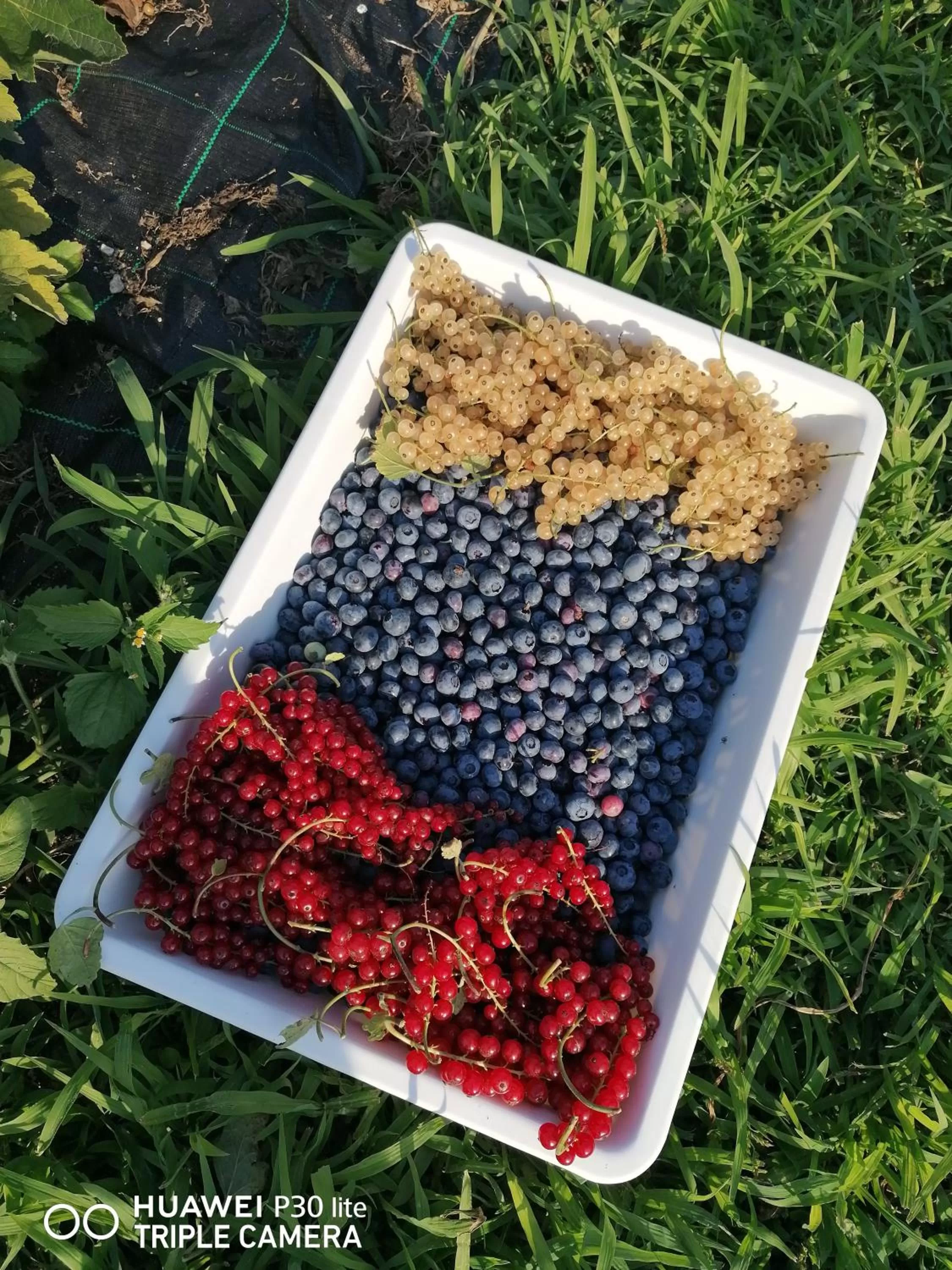 Food in Agritur Airone Bed & Camping