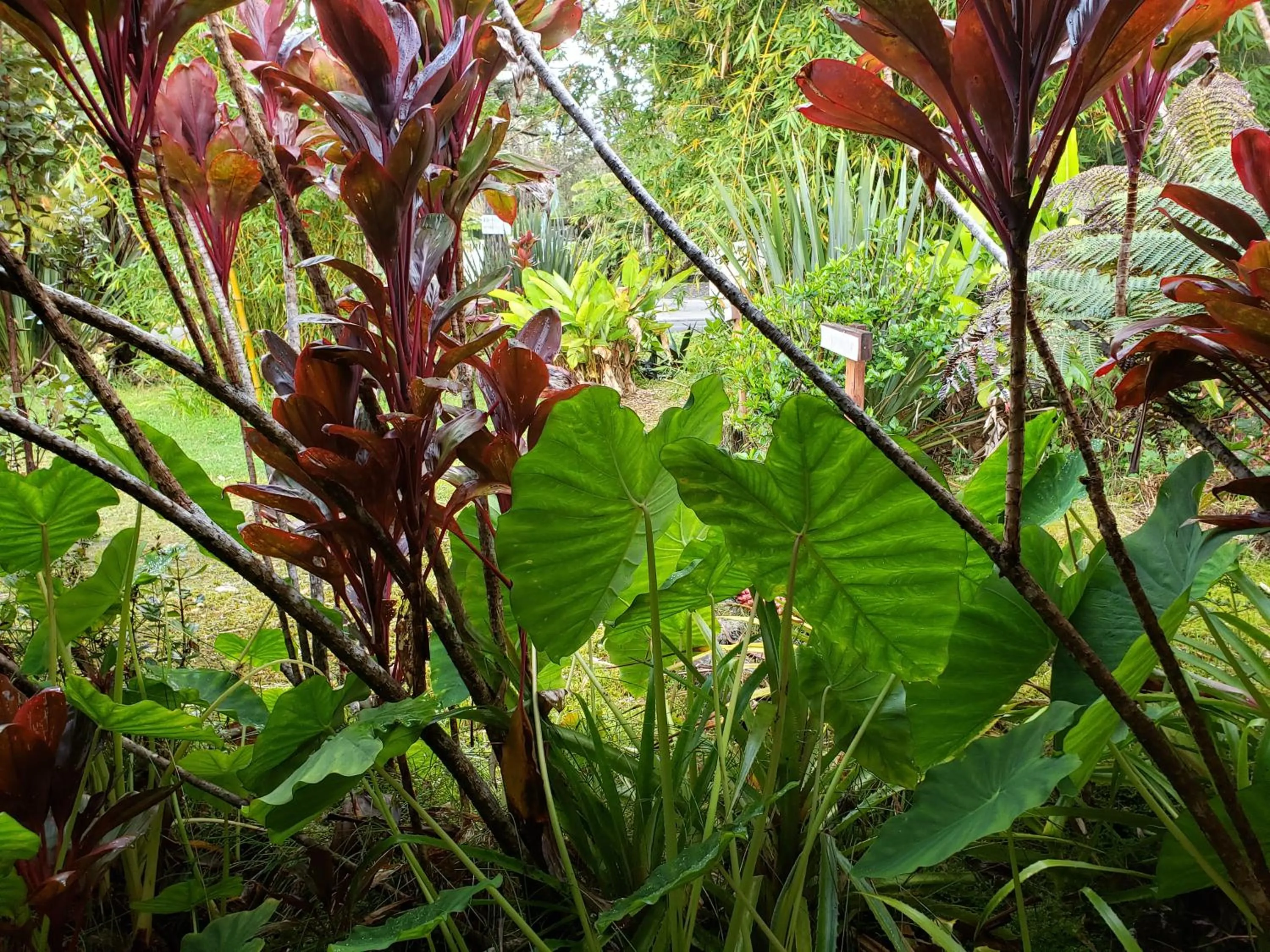 Garden view in Lokahi Lodge