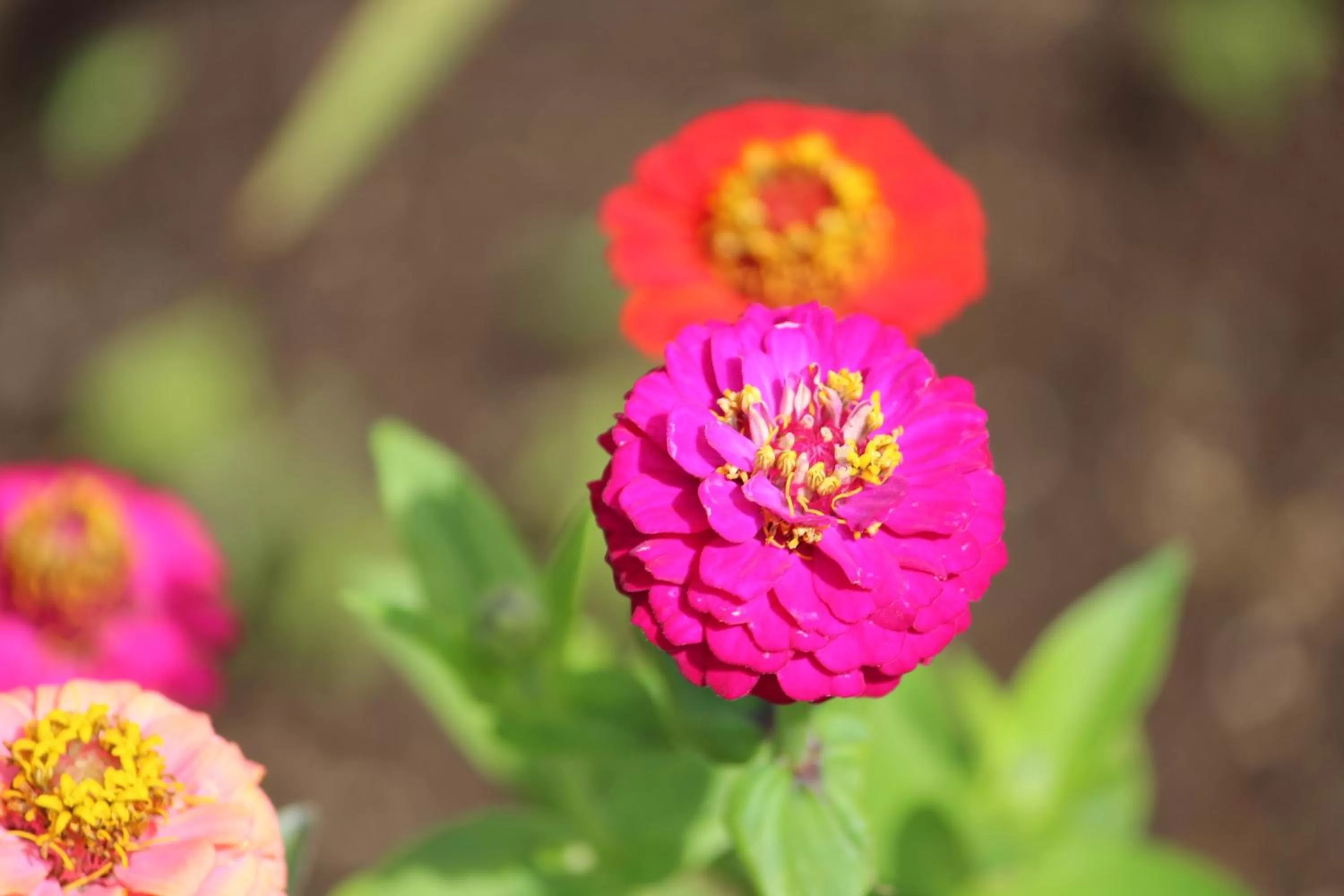 Garden in Hotel Boutique Casa Werner