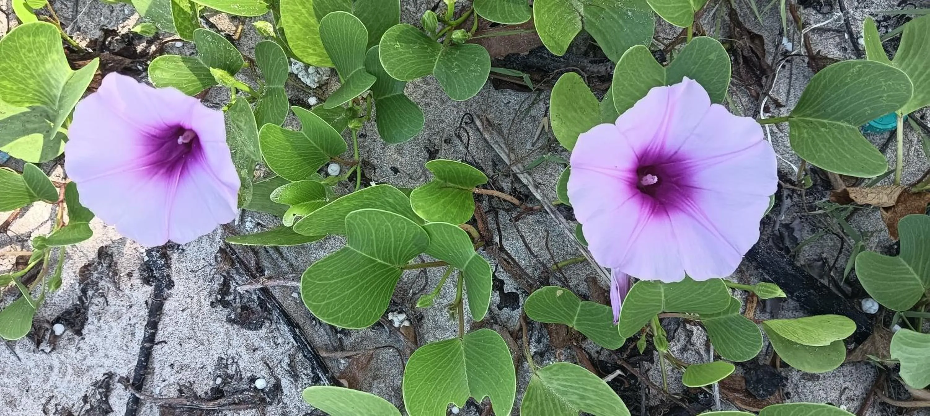 Beach in Lanta Summer House 1
