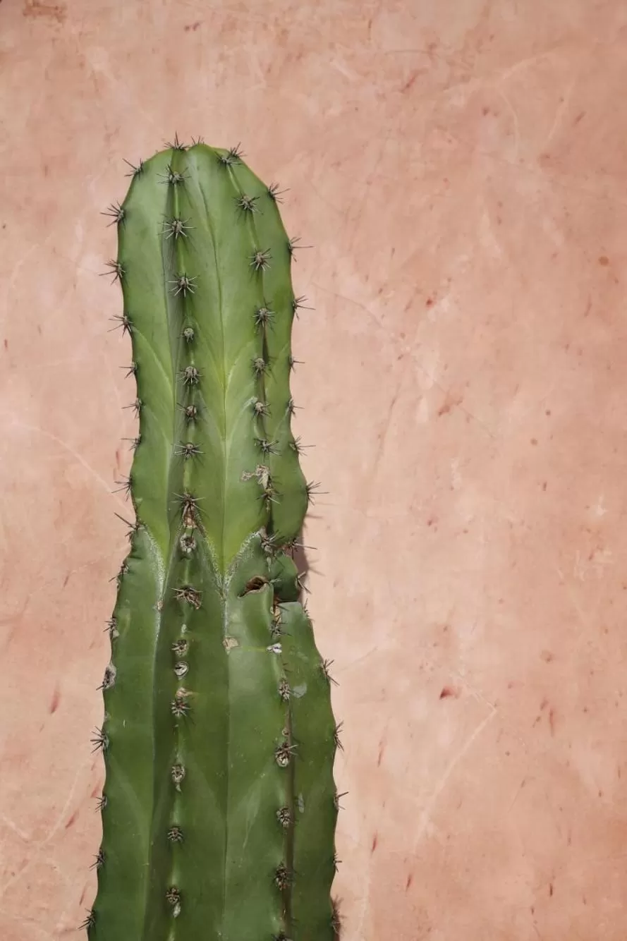 Decorative detail, Beach in Nuik Casa Tropical