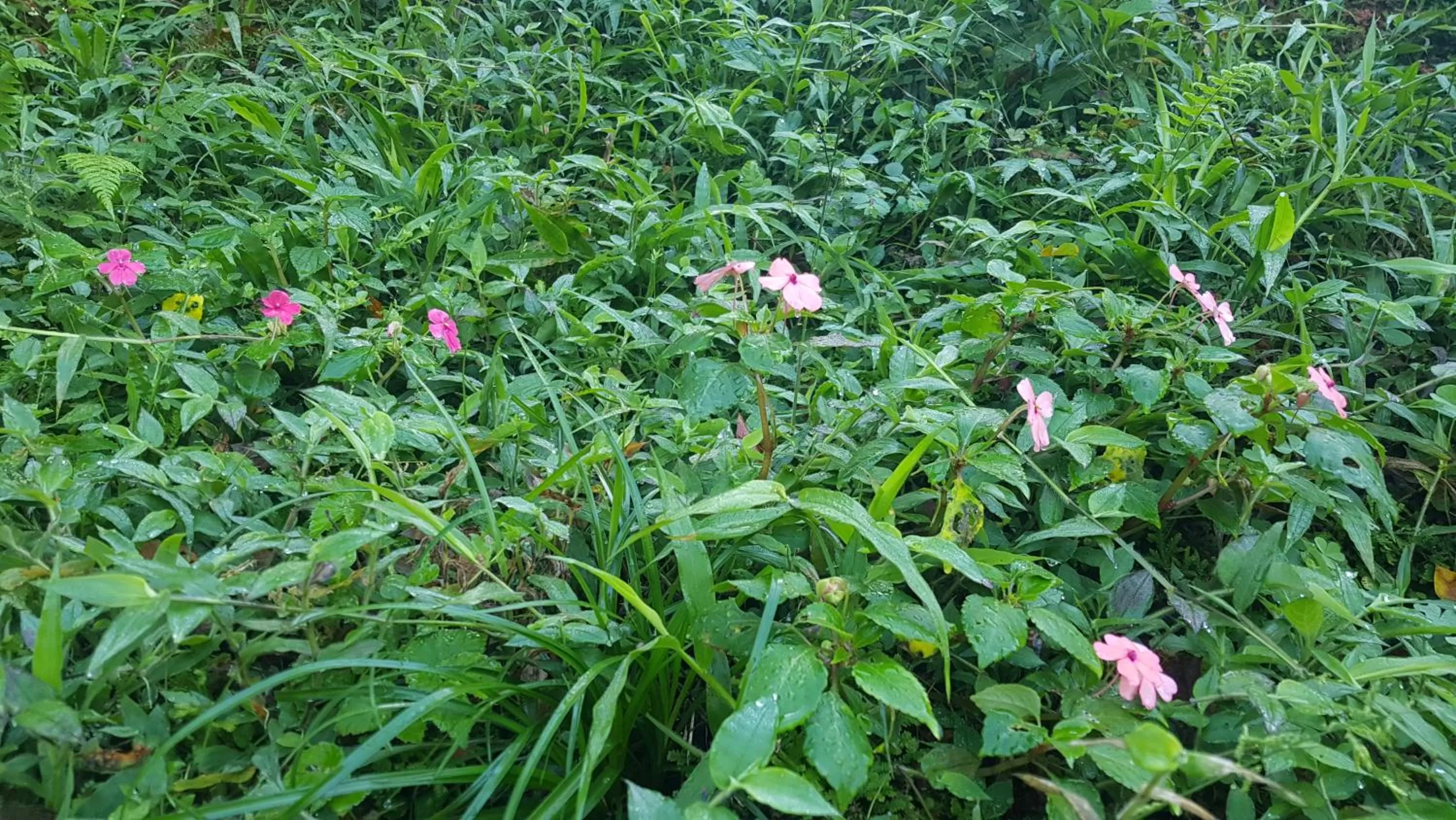 Natural landscape, Garden in Hotel Rivel - Adventure & Nature Retreat