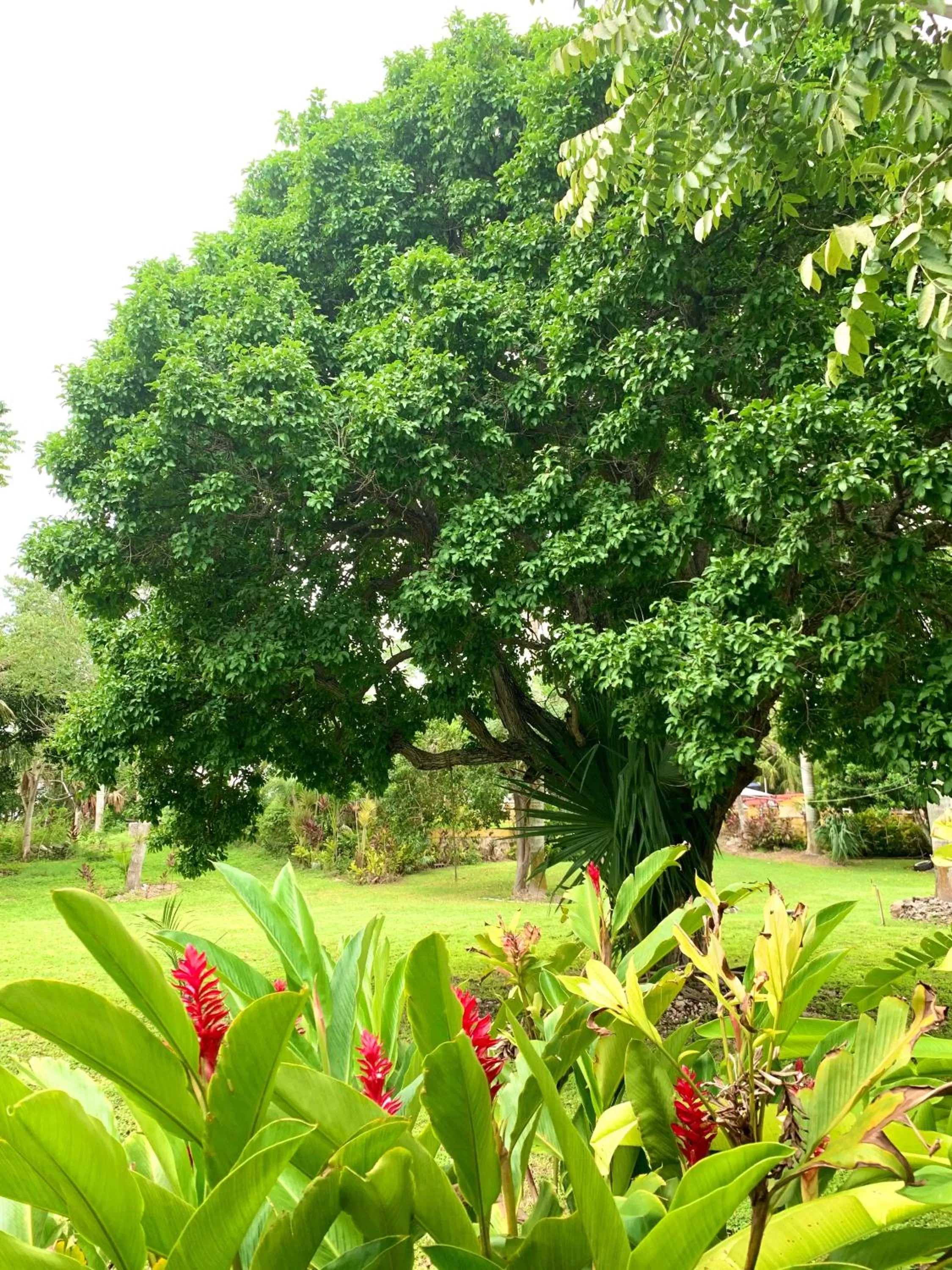 Garden in Hotel Green River