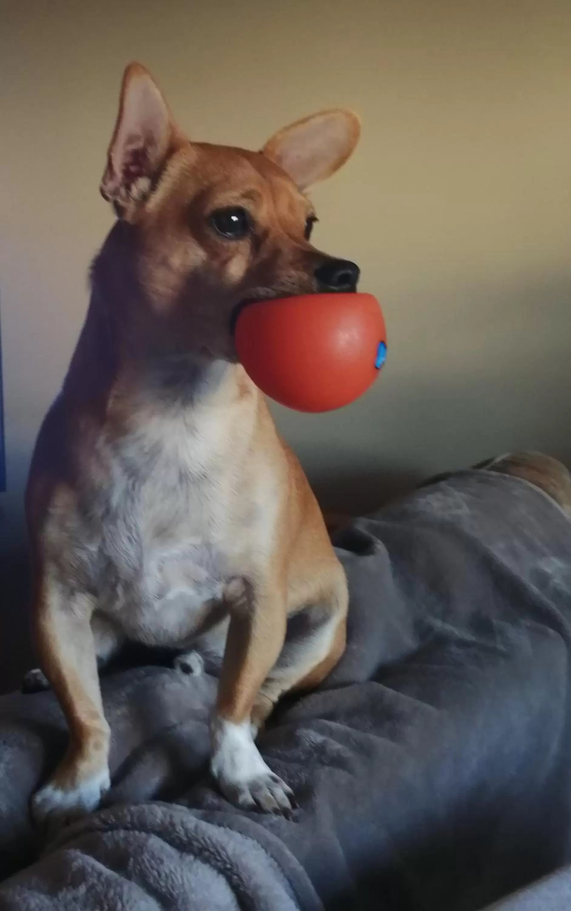 Pets in Casa dos Pingos de Mel