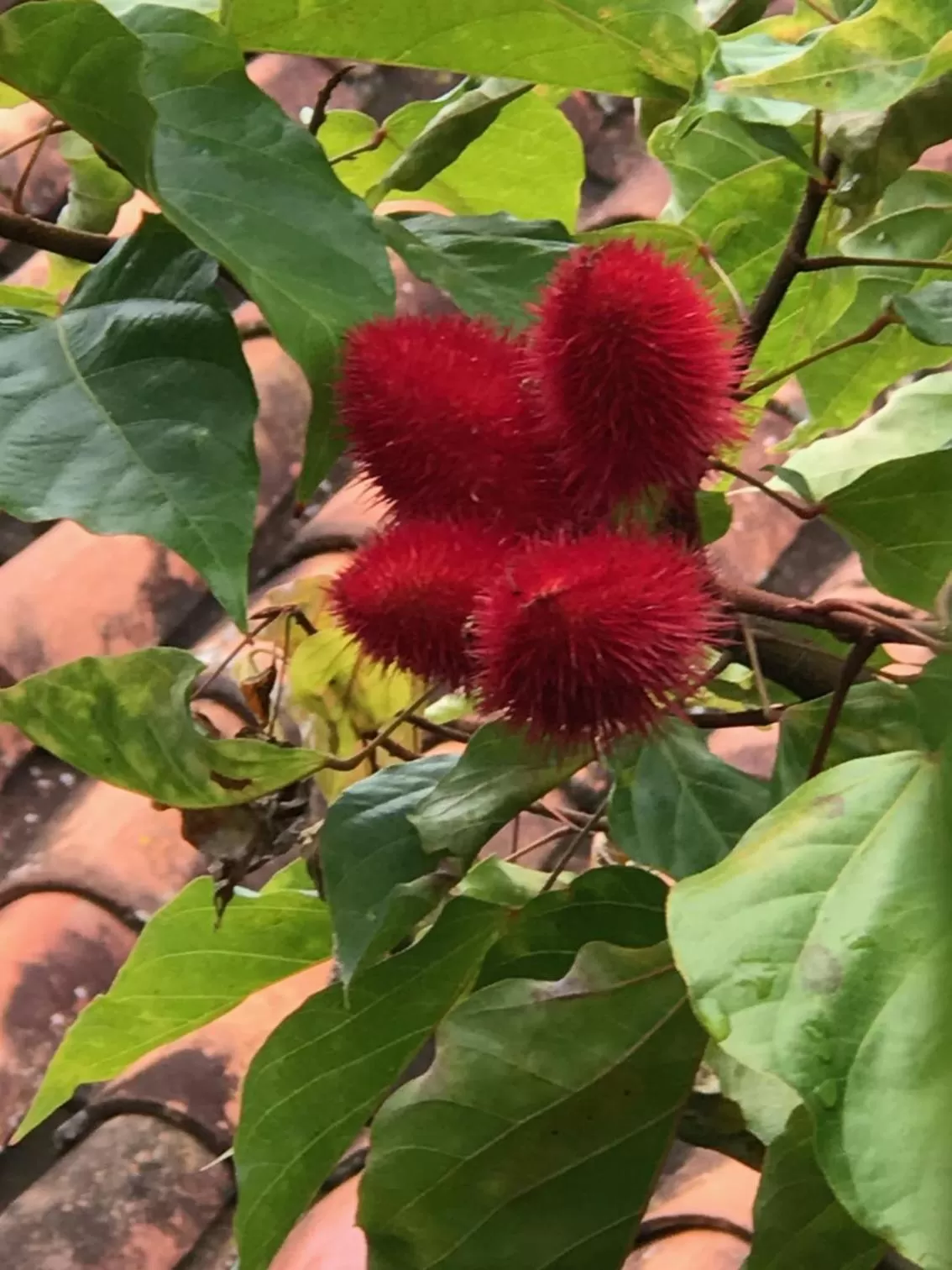 Garden in Achiotte by Masaya Collection