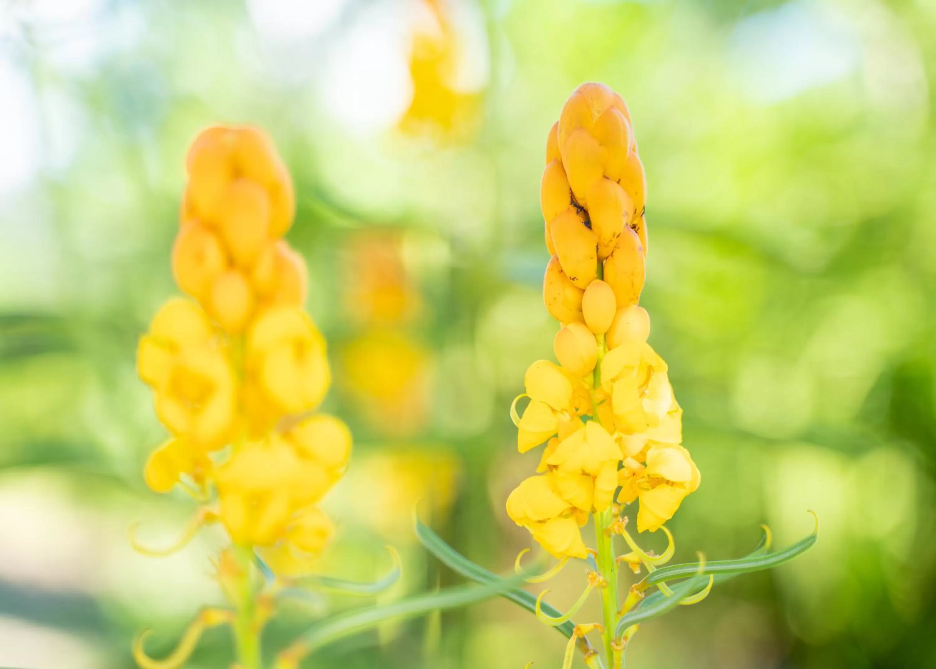 Garden in Ocean Green Eco Lodge