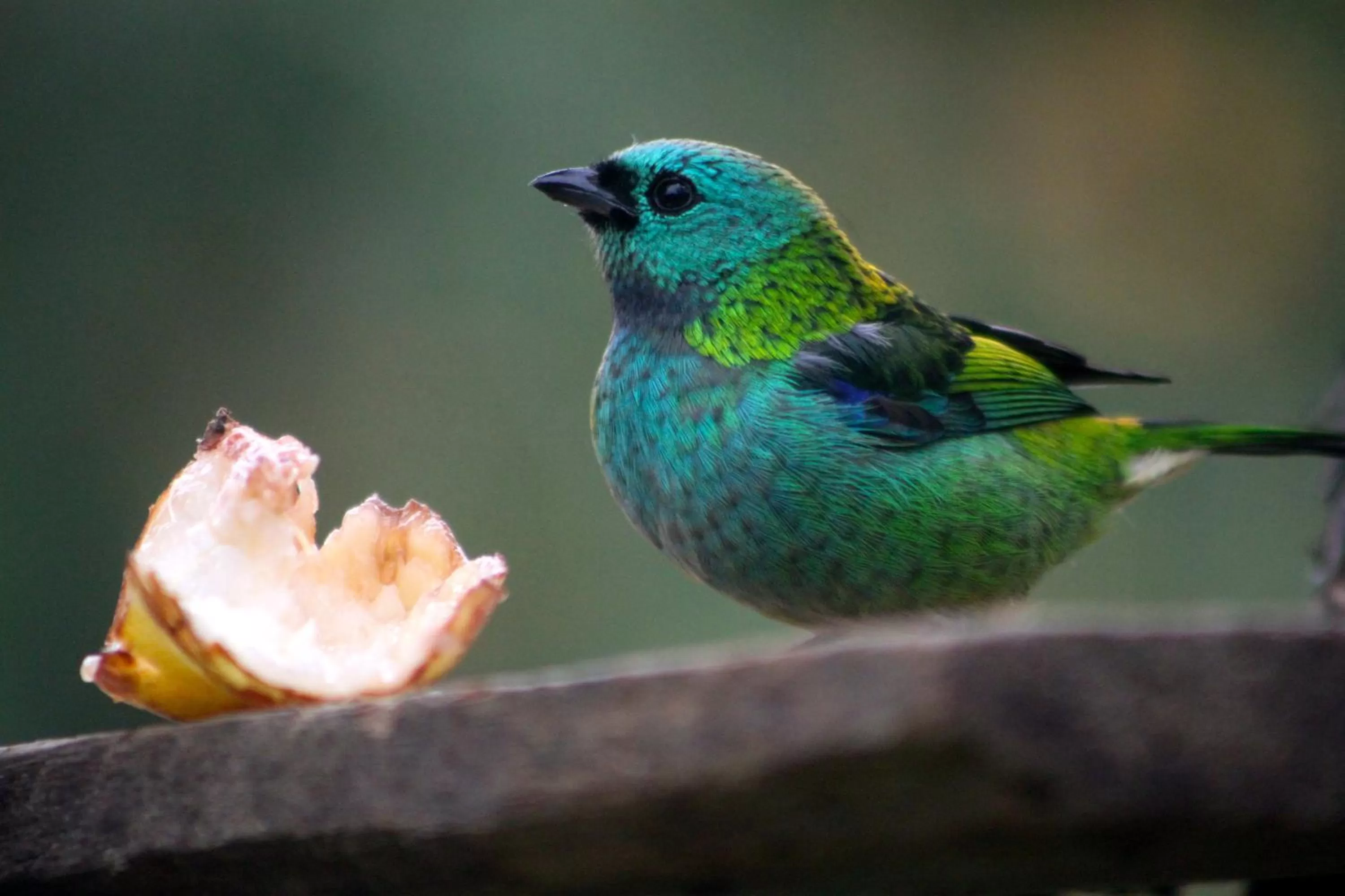 Animals in Pousada da Rosa