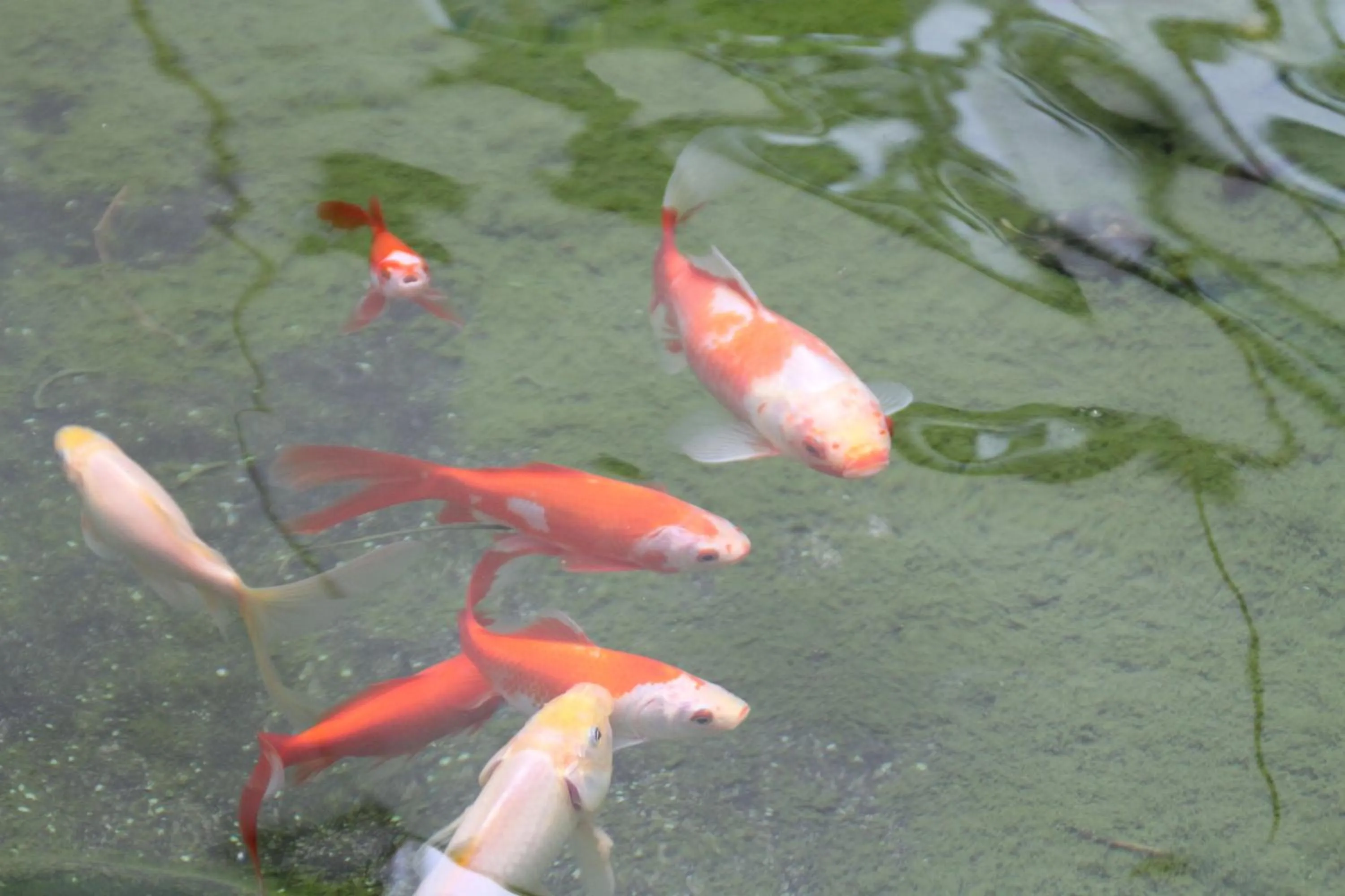 Animals in Best Western Hotel im Forum Mülheim