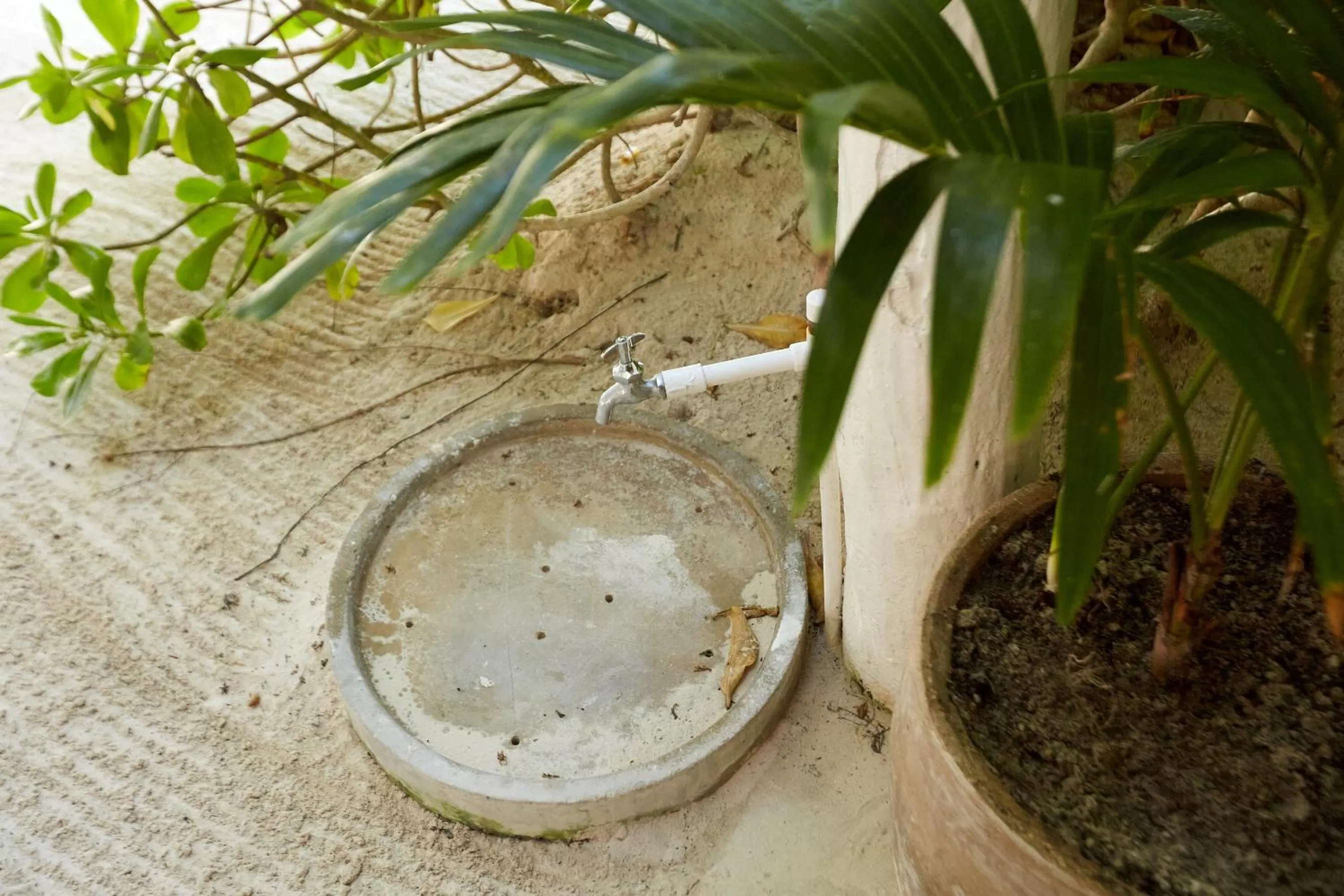 Garden in Roc Luxe Tulum