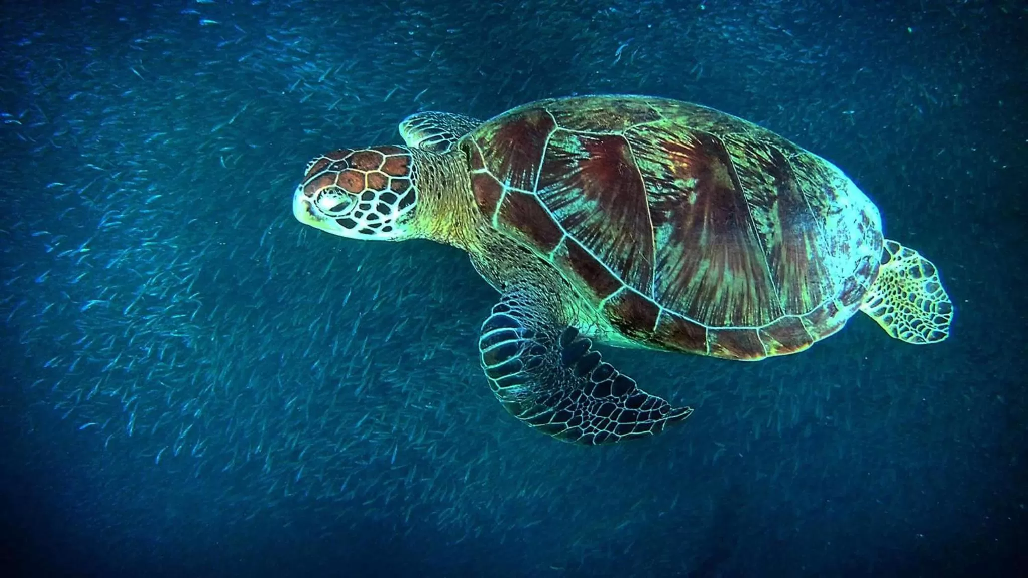 Snorkeling in Marina Village