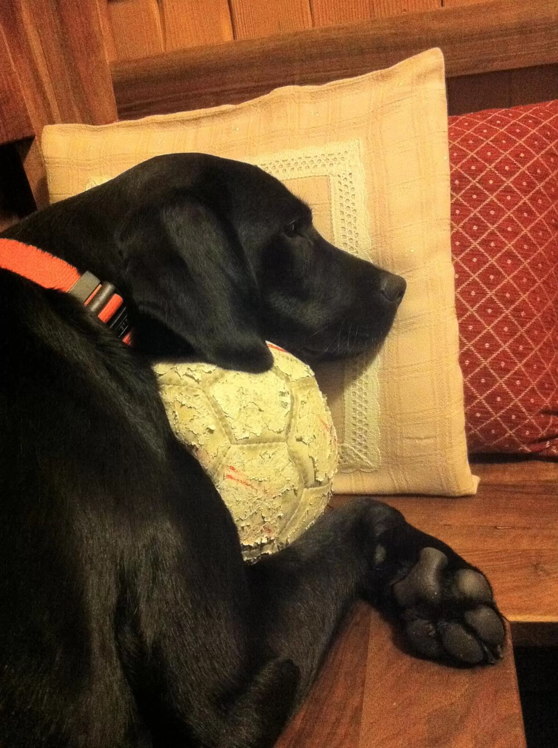 Pets in Gasthof Teufl