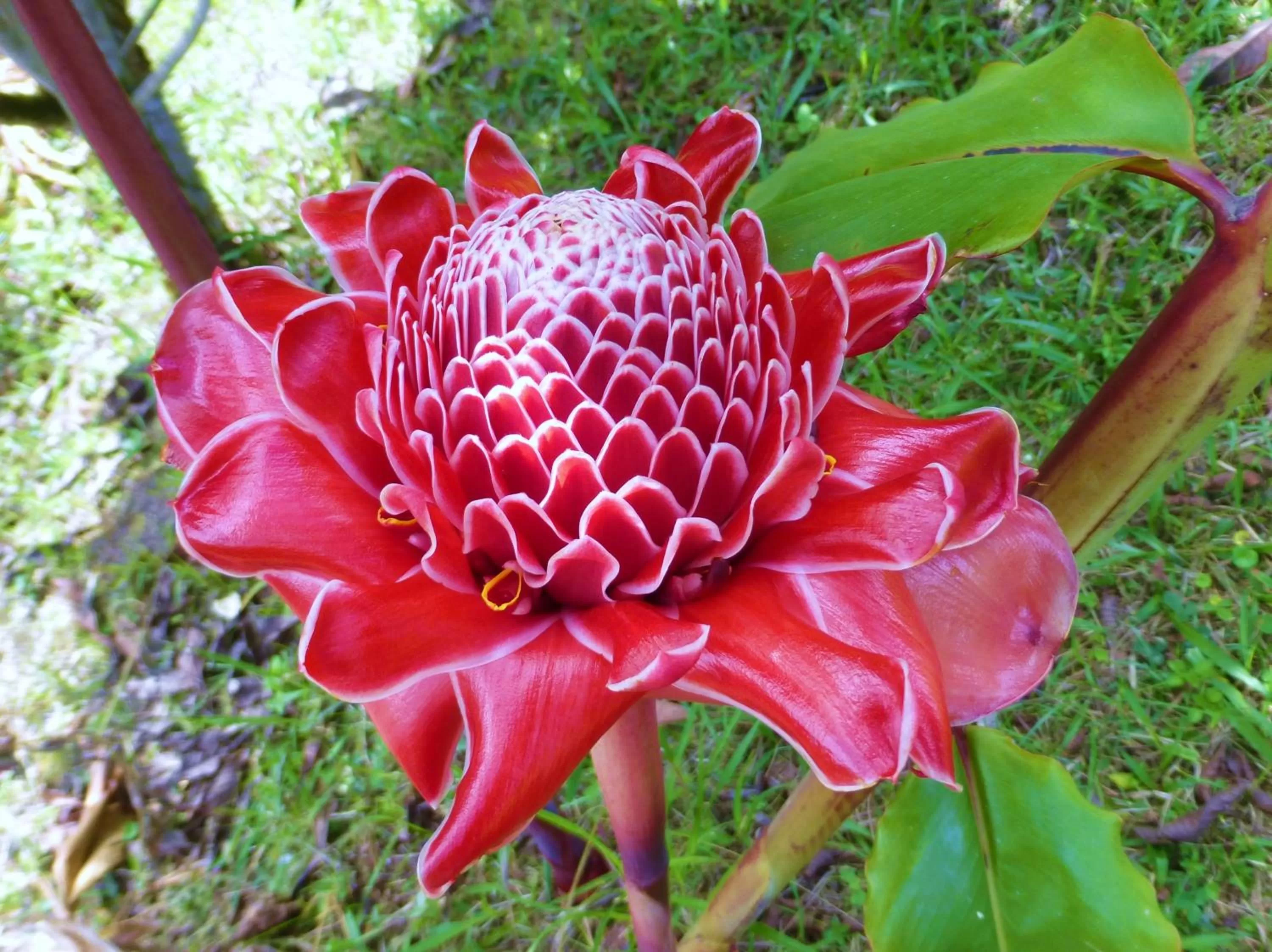 Garden in Finca El Cielo