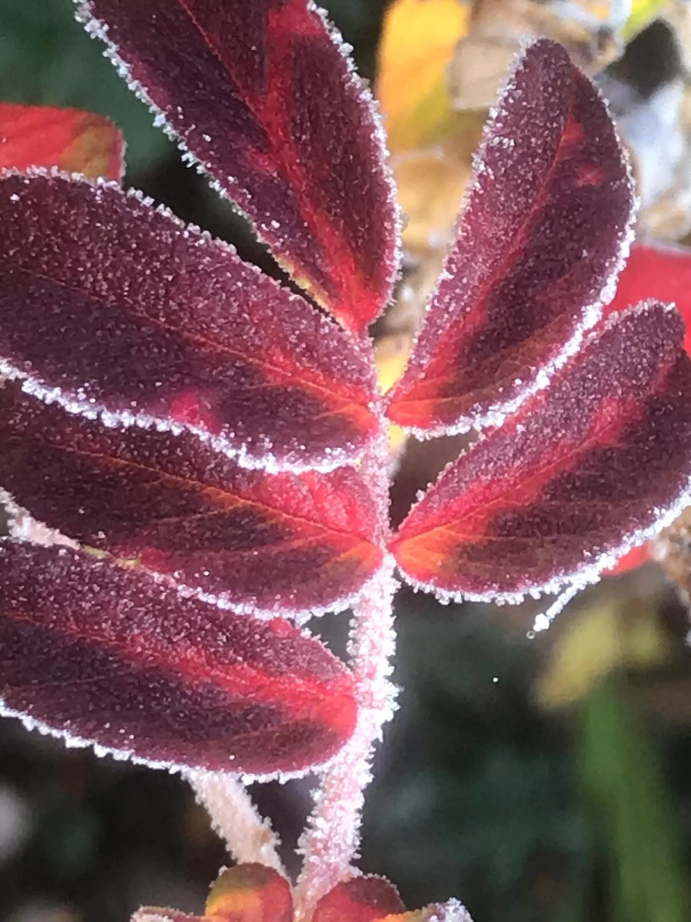 Garden in Bed and Breakfast Bavaria München