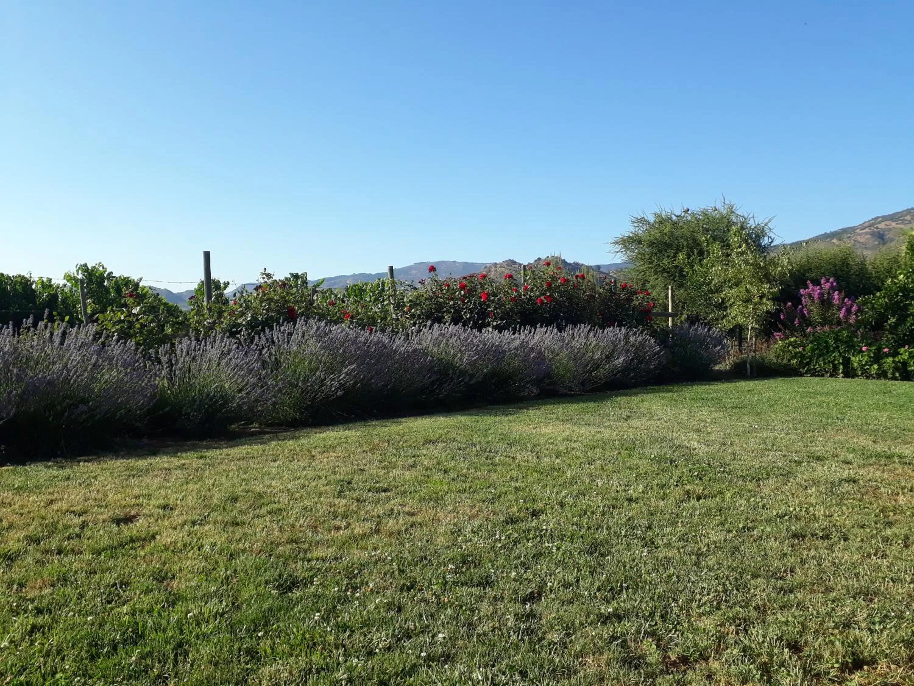Garden view in Callihue Lodge