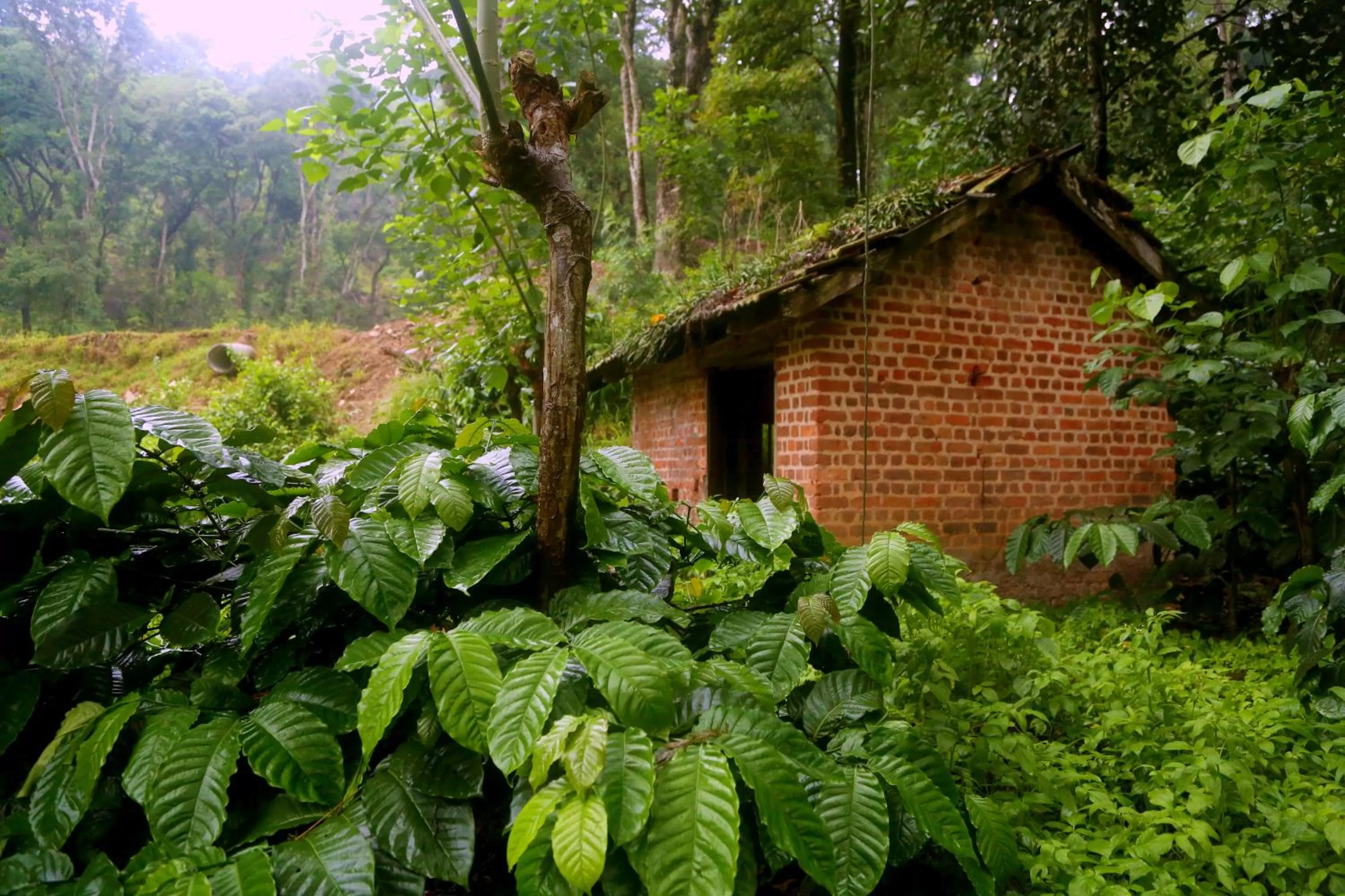 Day in Old Kent Estates & Spa, Coorg