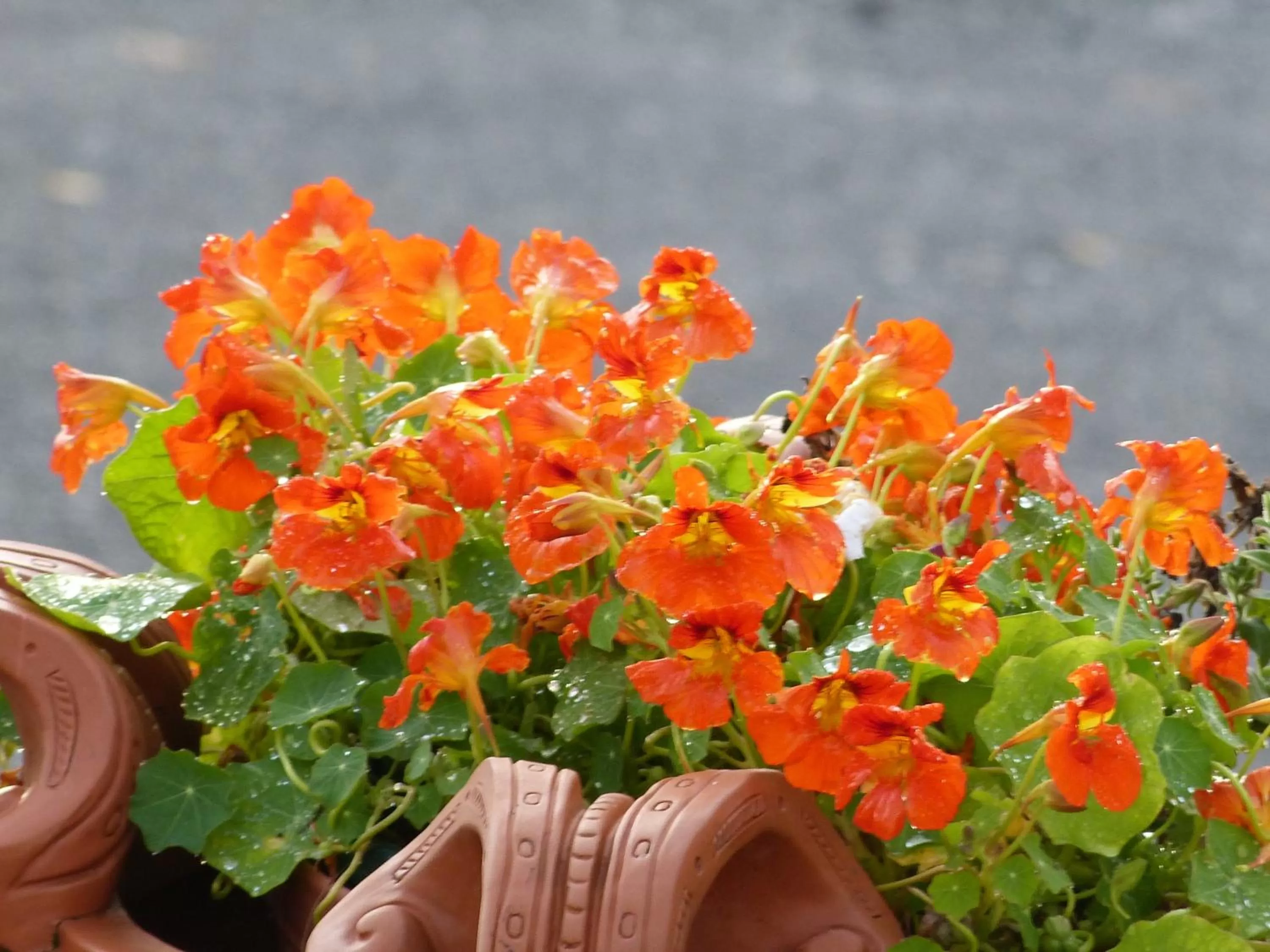 Halcyon Heights B&B/Inn