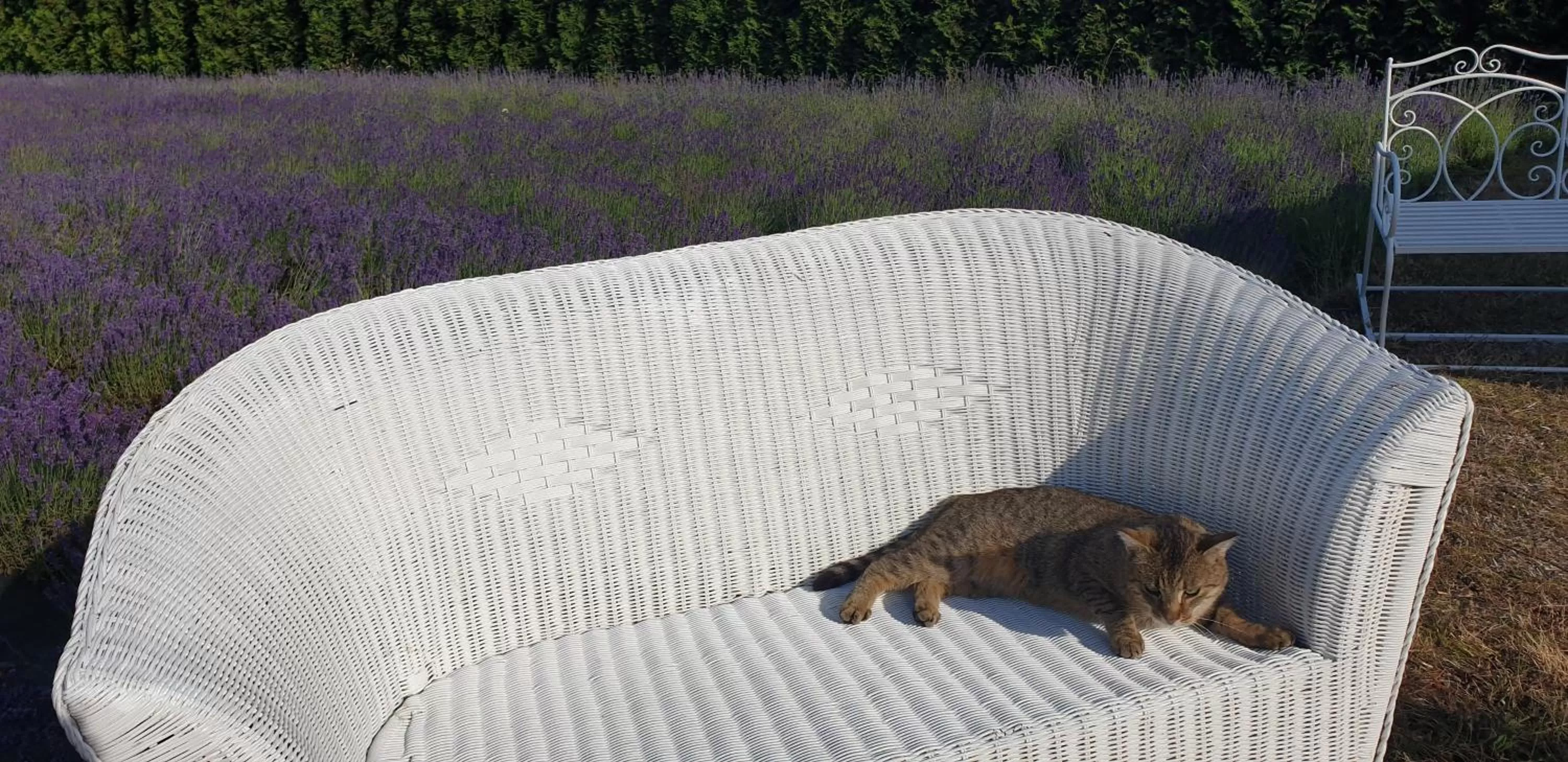 Garden view, Pets in Noclegi Biała Róża