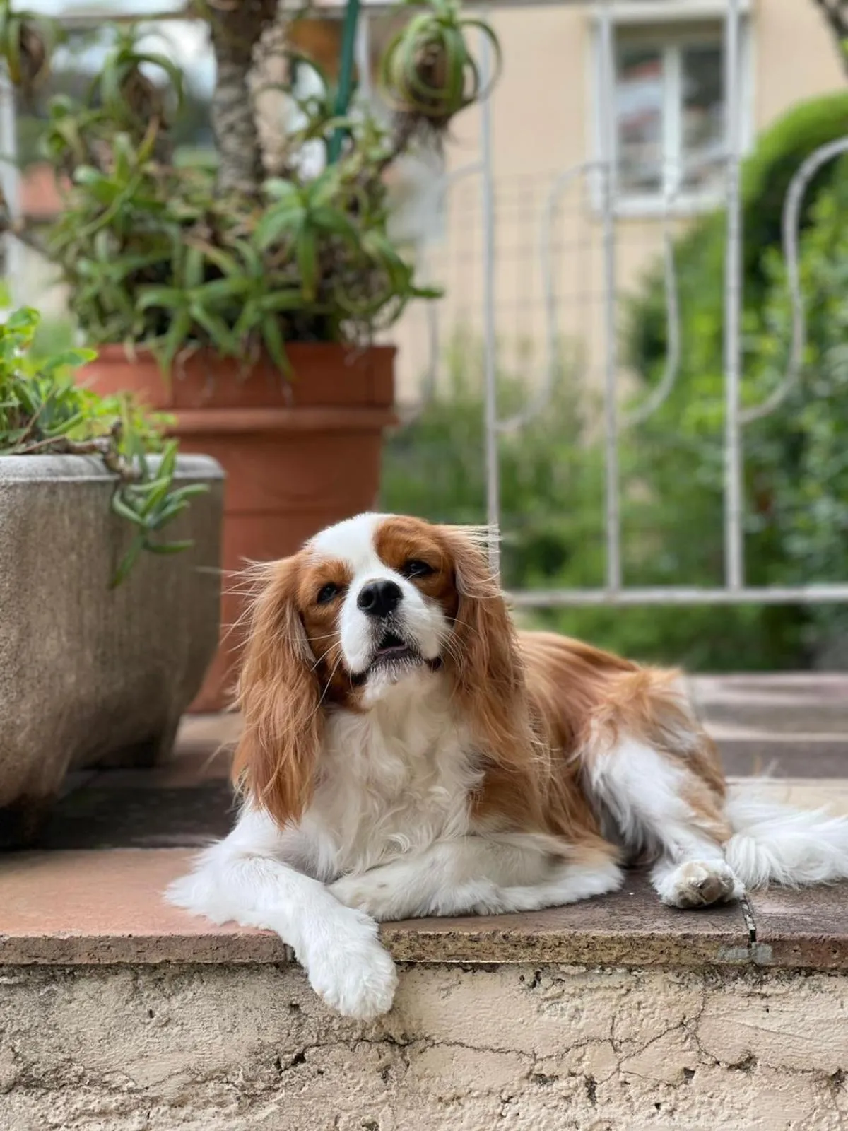 Pets in Hôtel La Fiancée du Pirate