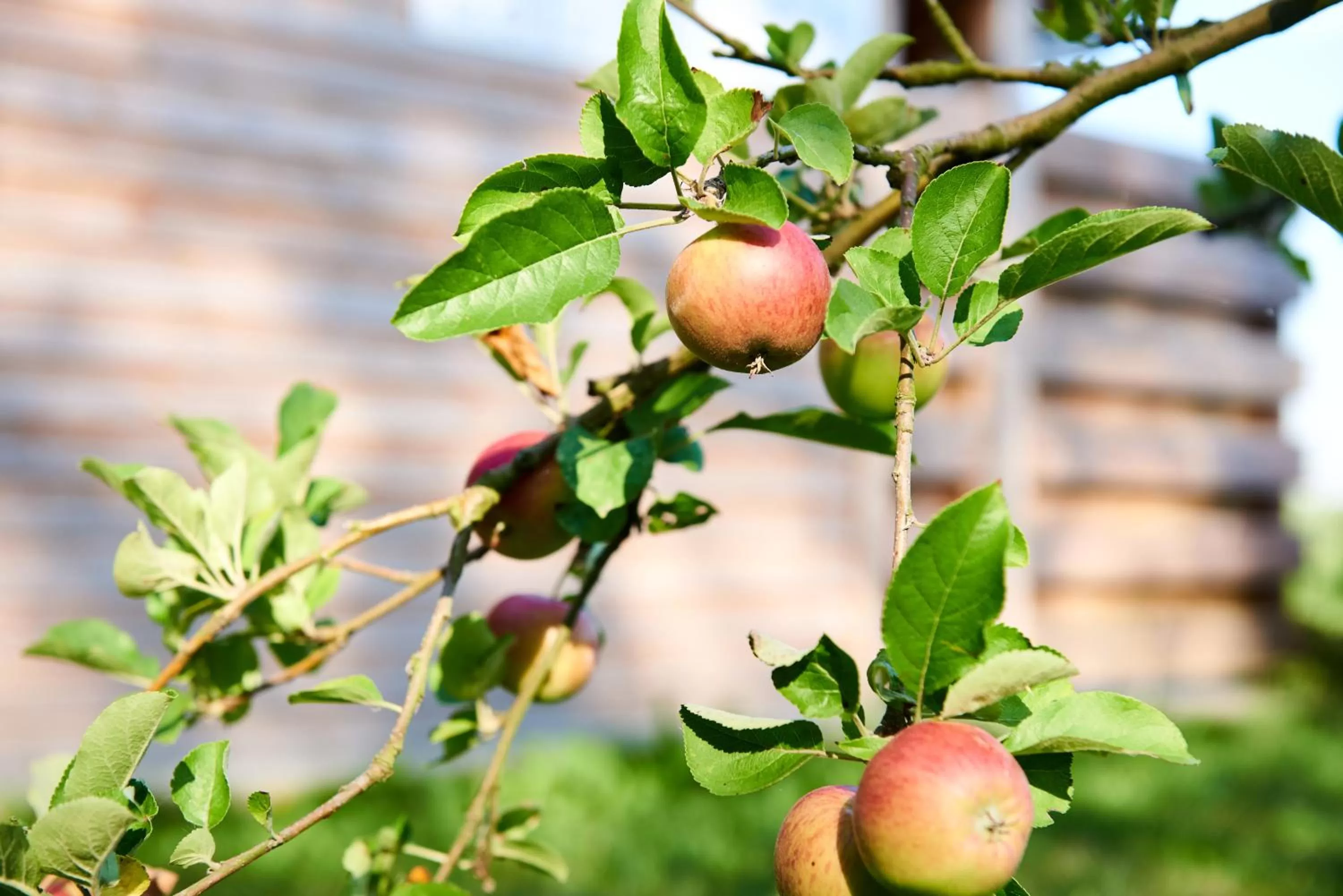 Garden in B&B Molenstreek
