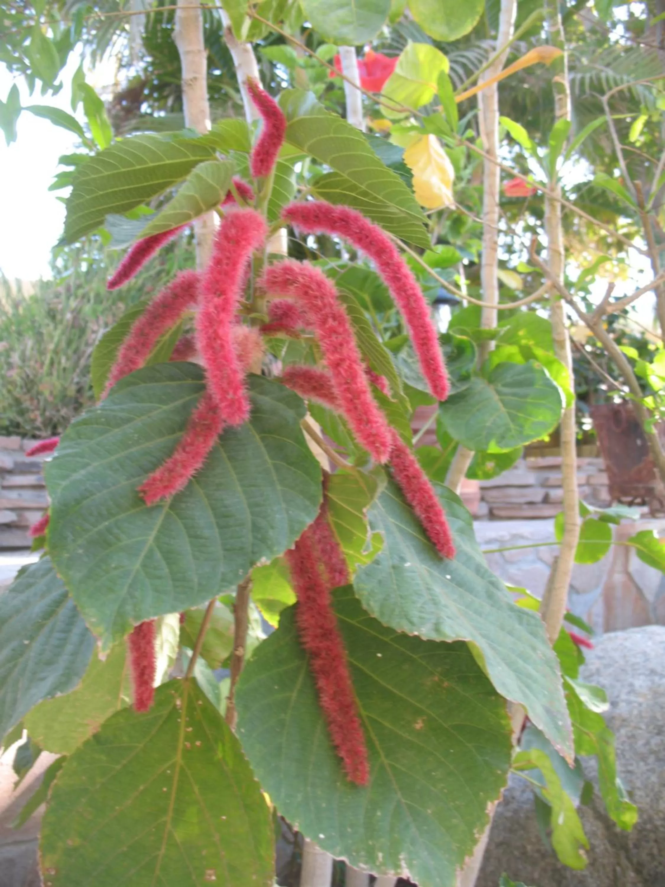 Garden in Hacienda De Palmas