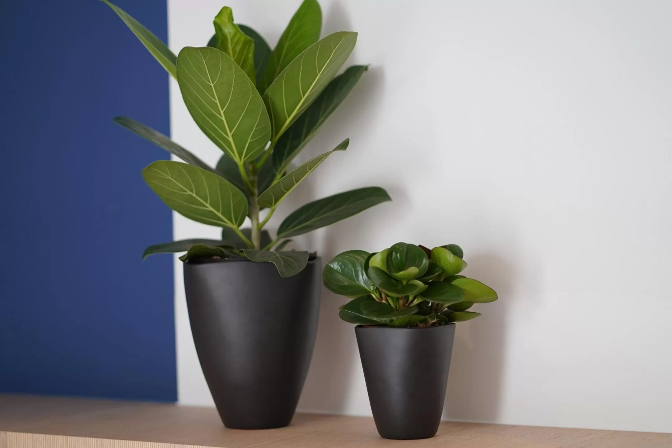 Other in Amistad hotel