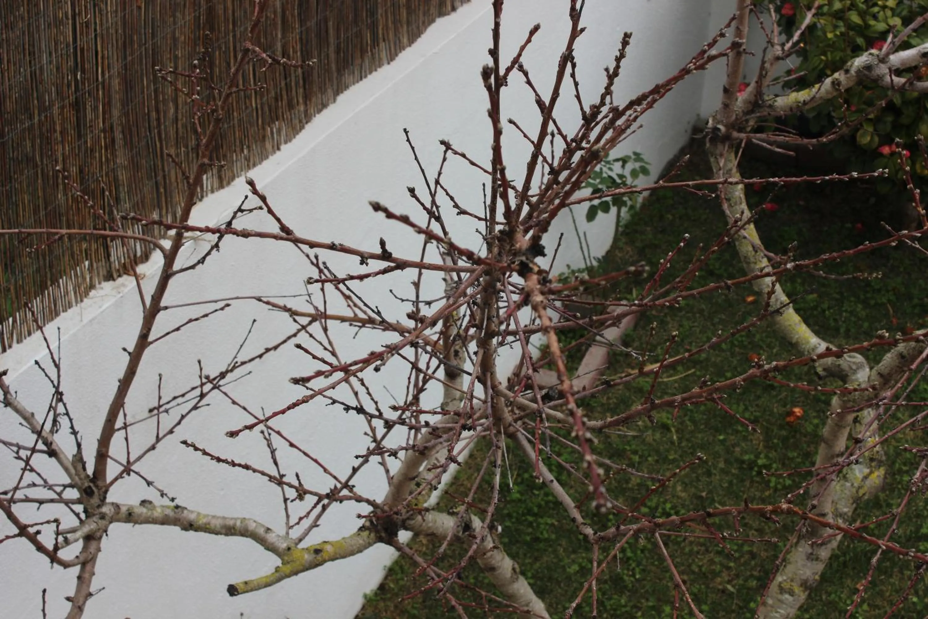 Garden in Ericeira Chill Hill Hostel & Private Rooms - Peach Garden