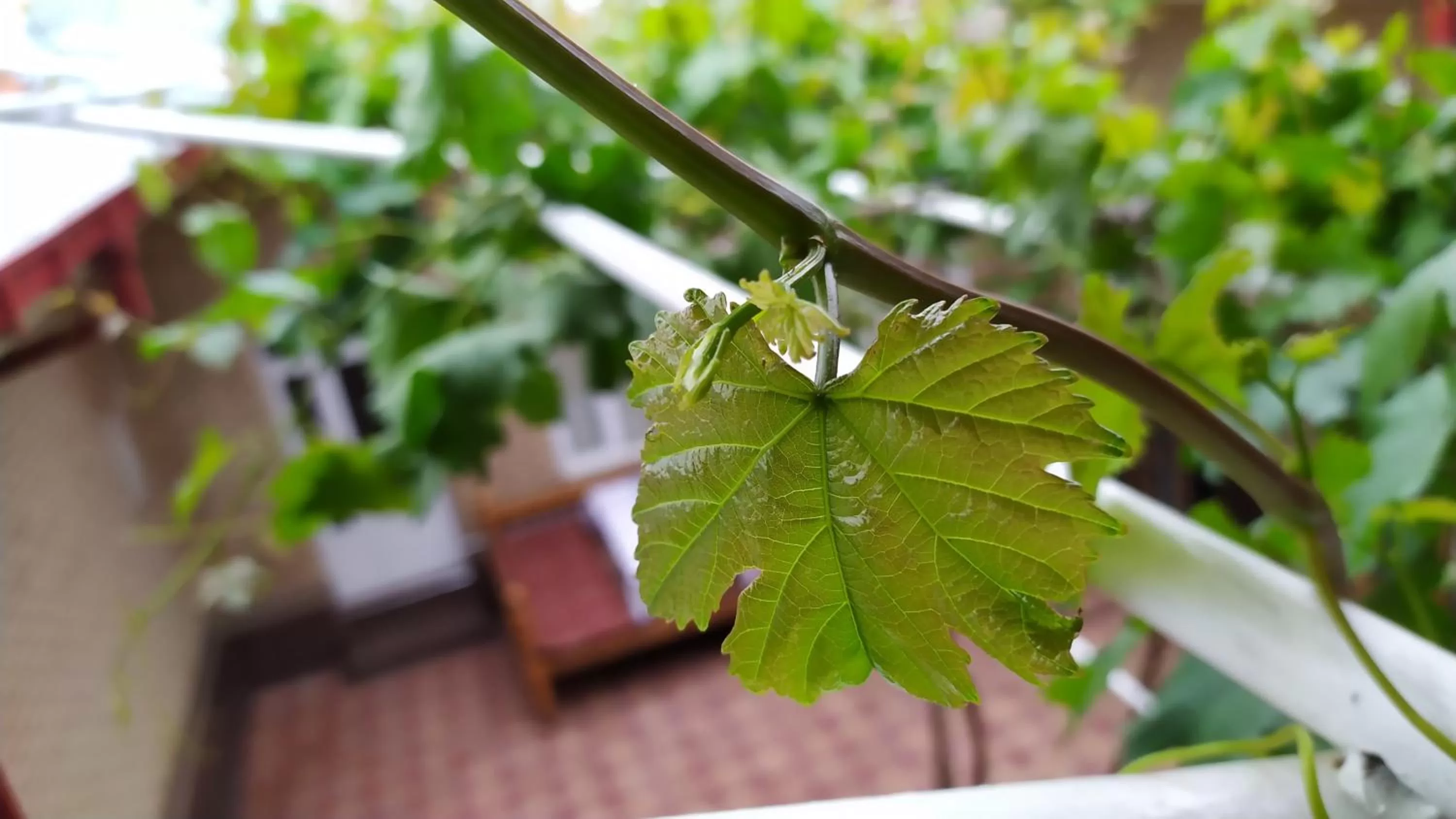 Alisher B&B Chorbog'