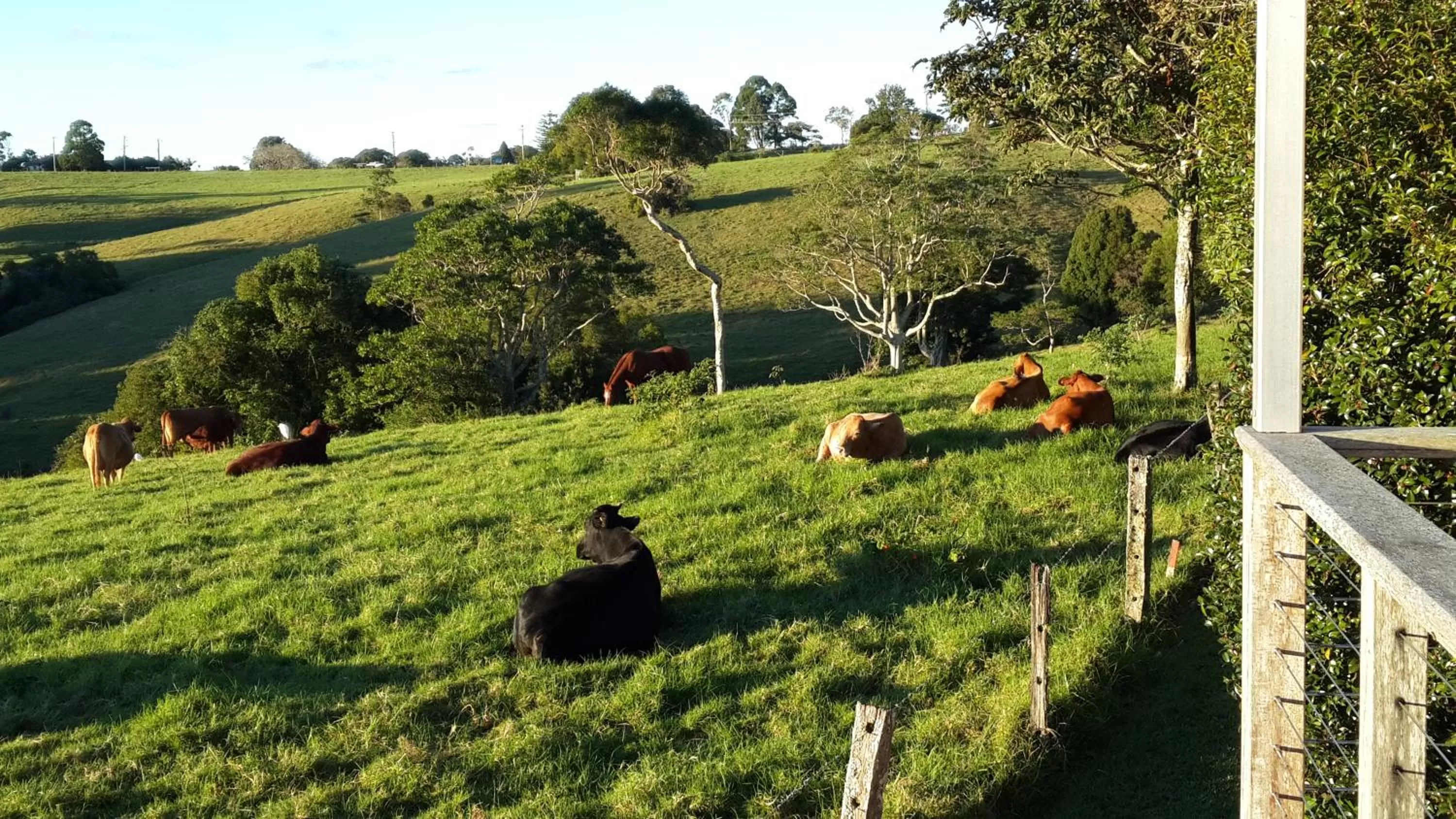 Animals in "Seasons of Maleny B&B"