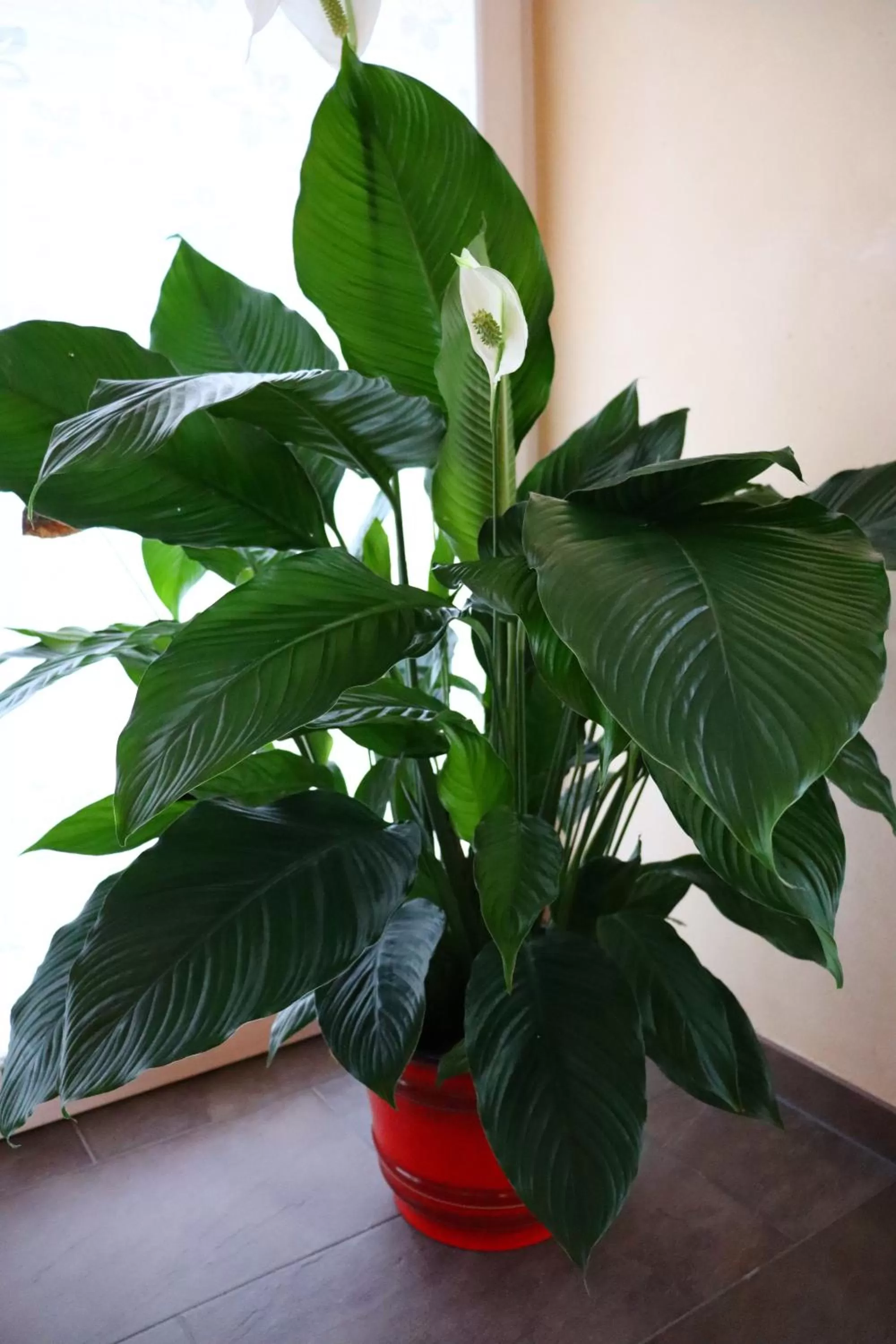 Sauna in Haus Hubertus