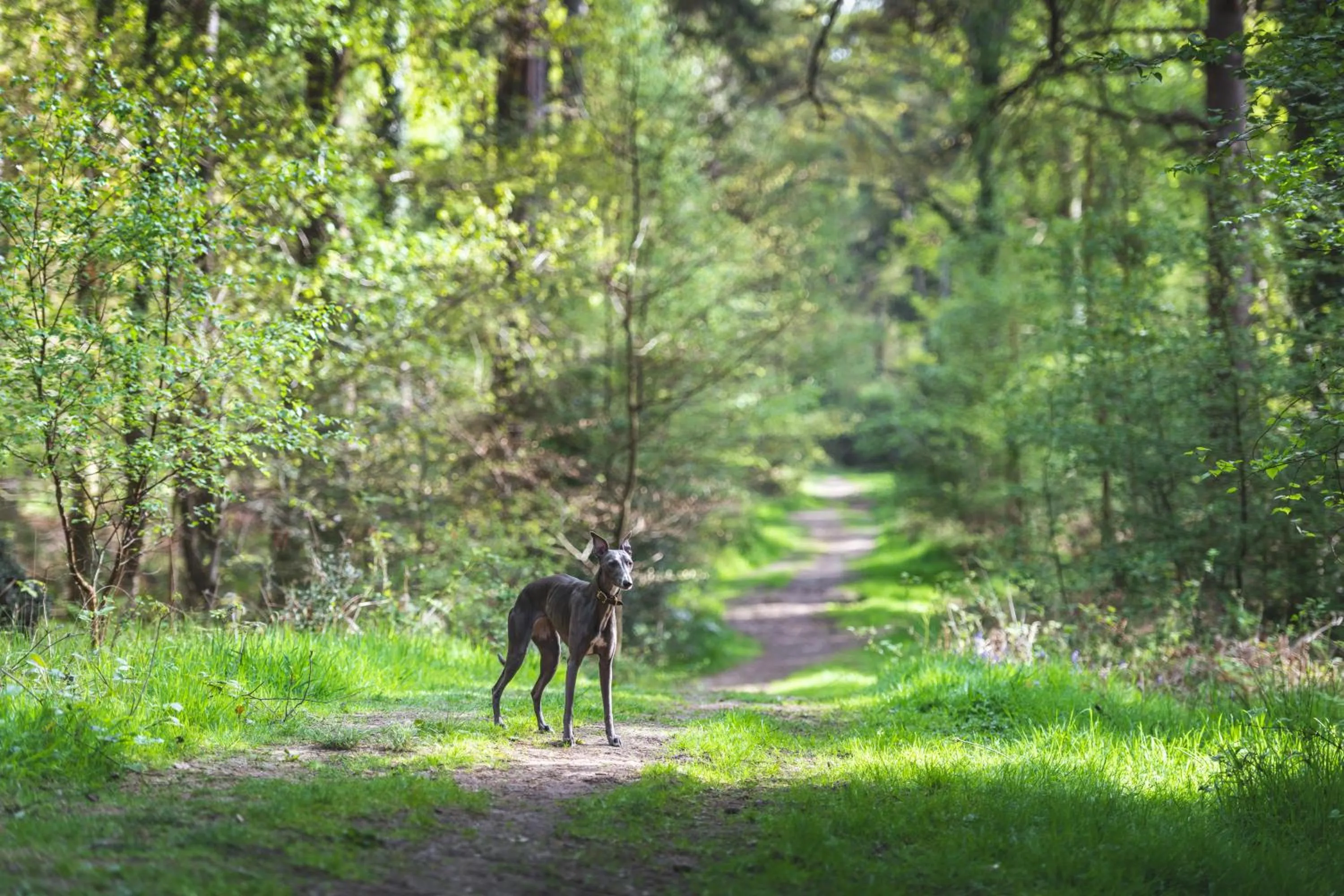 Other in Bartley Lodge Hotel