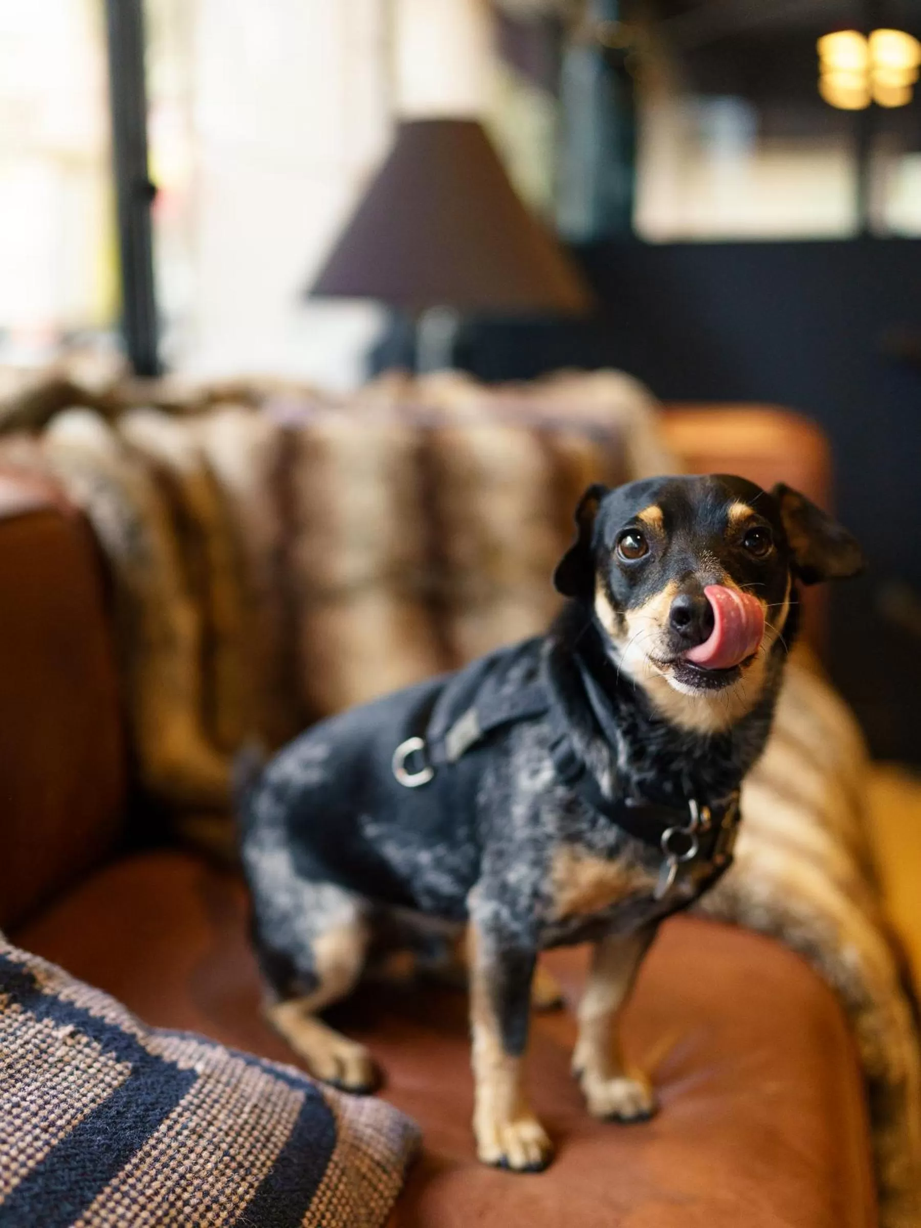 Pets in Hôtel Clarisse