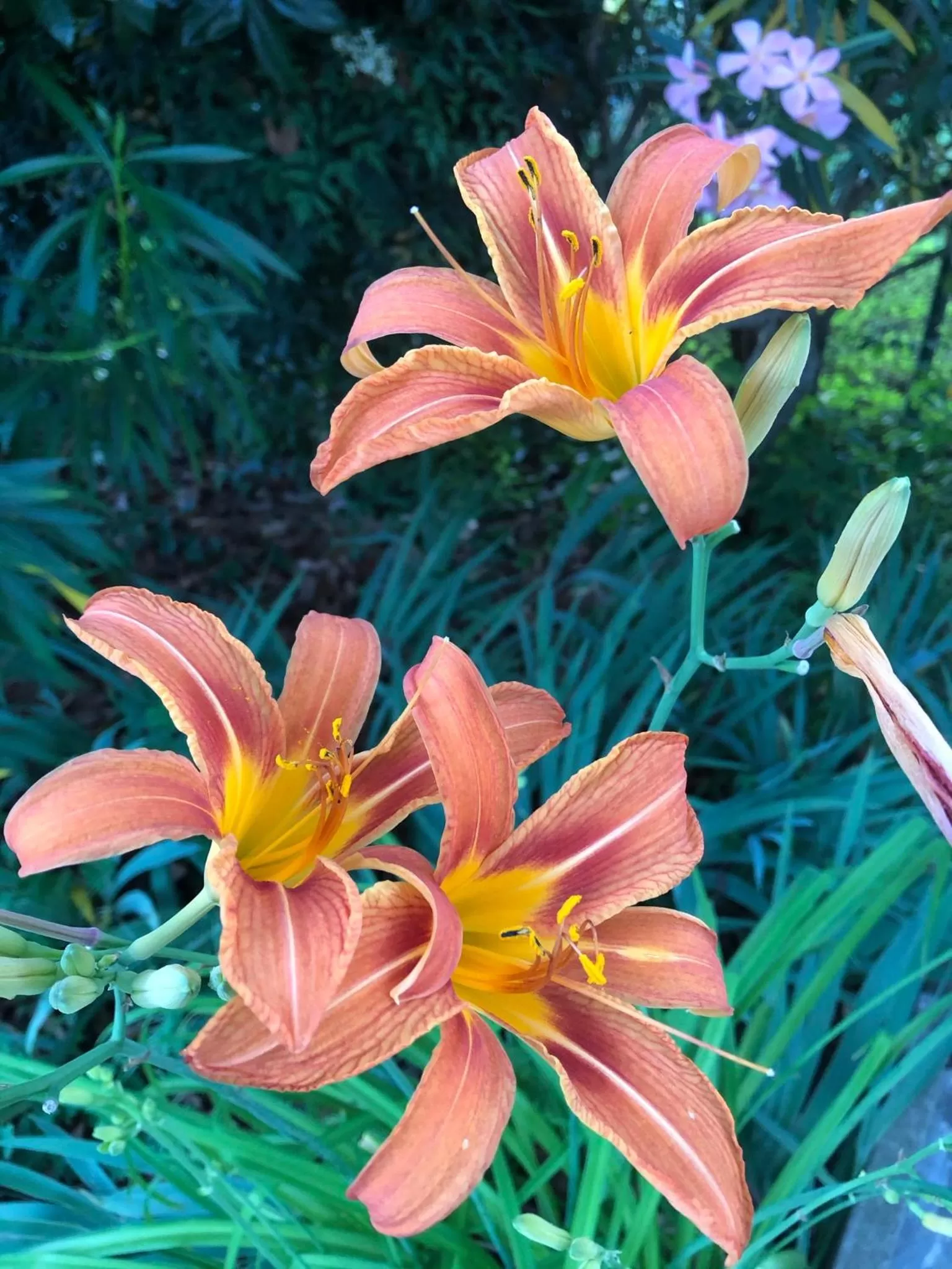 Garden in In Giardino B&B