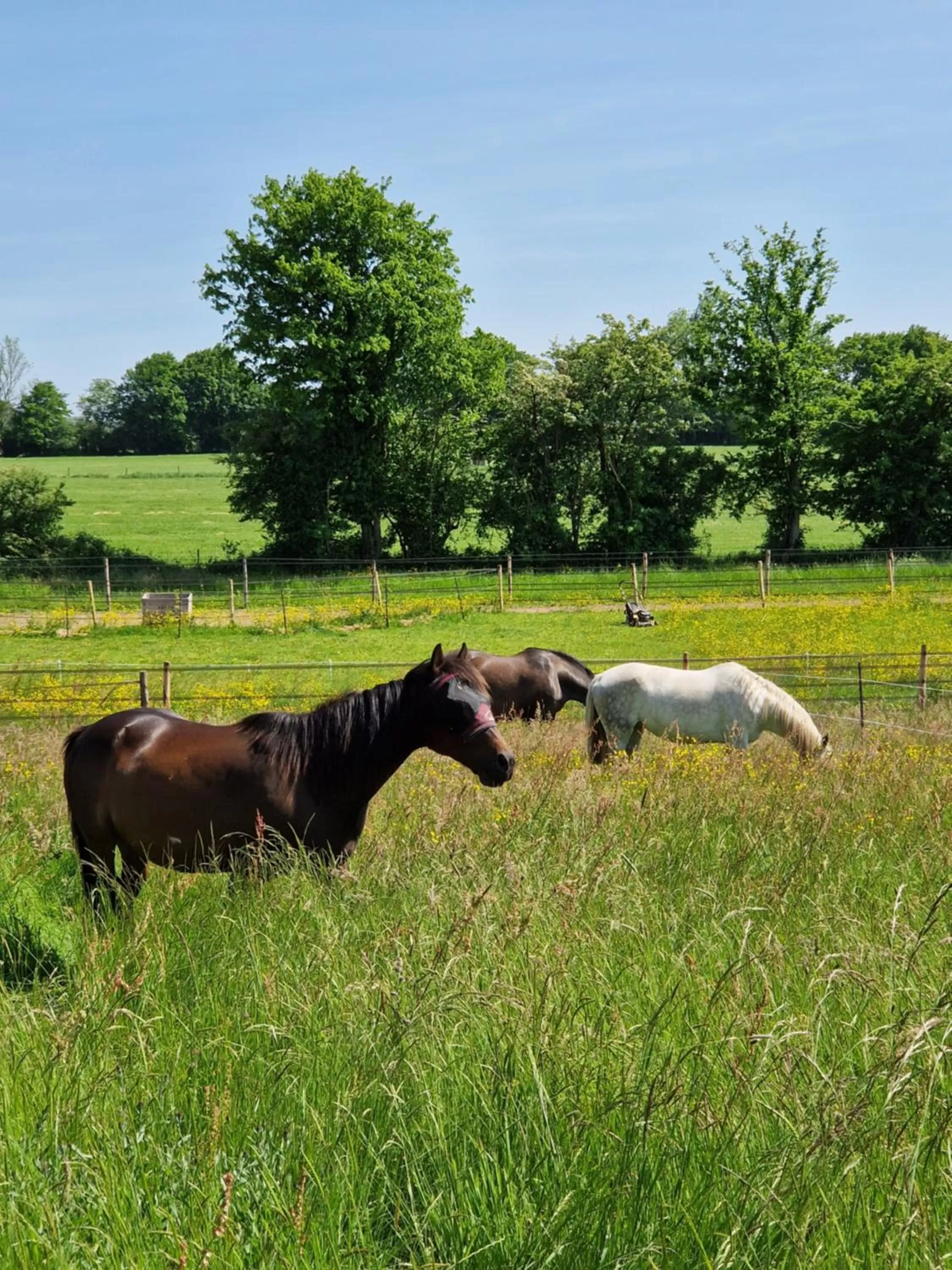 Animals, Other Animals in Habitat