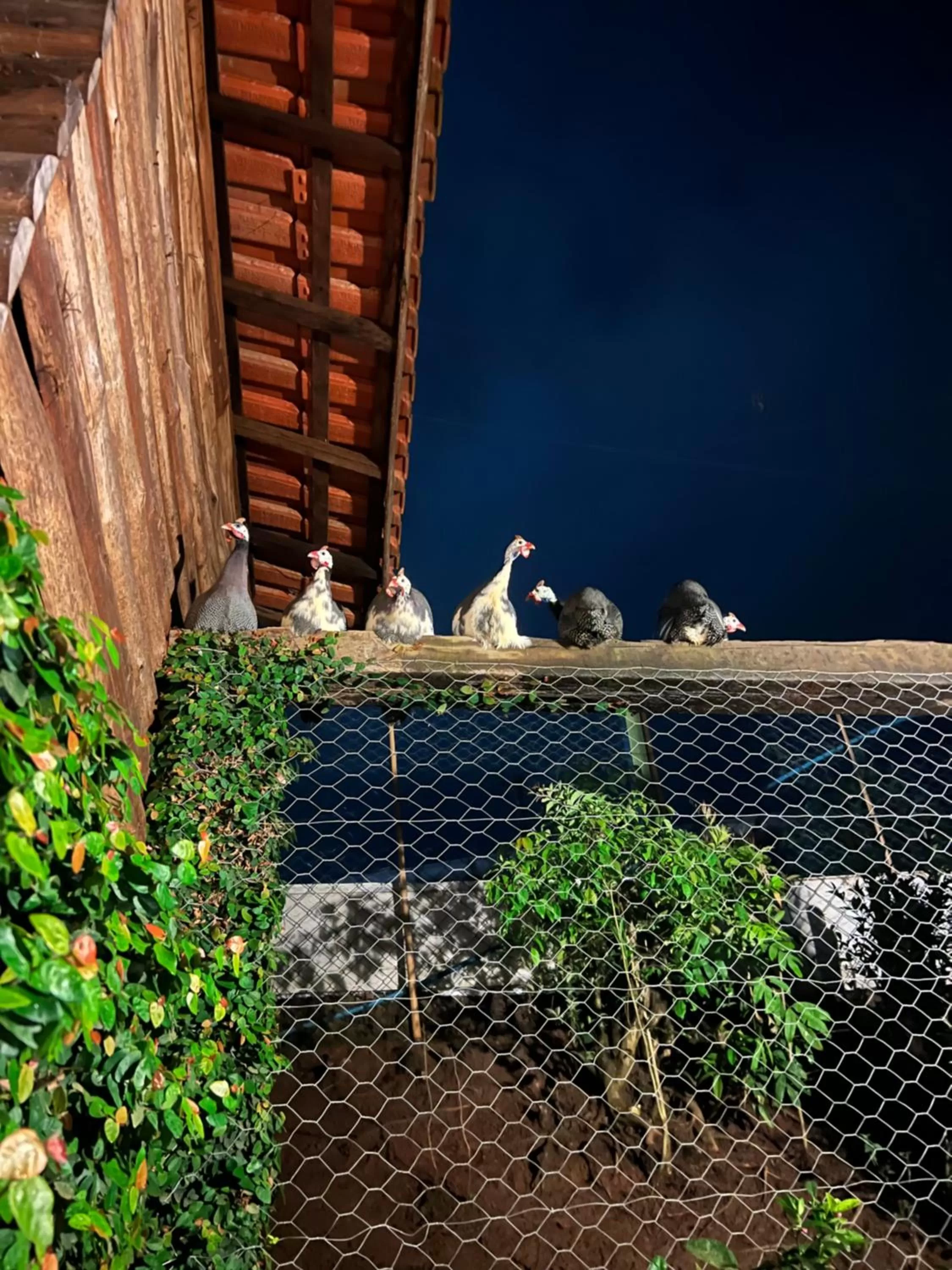 Animals in Pousada Trem Chic