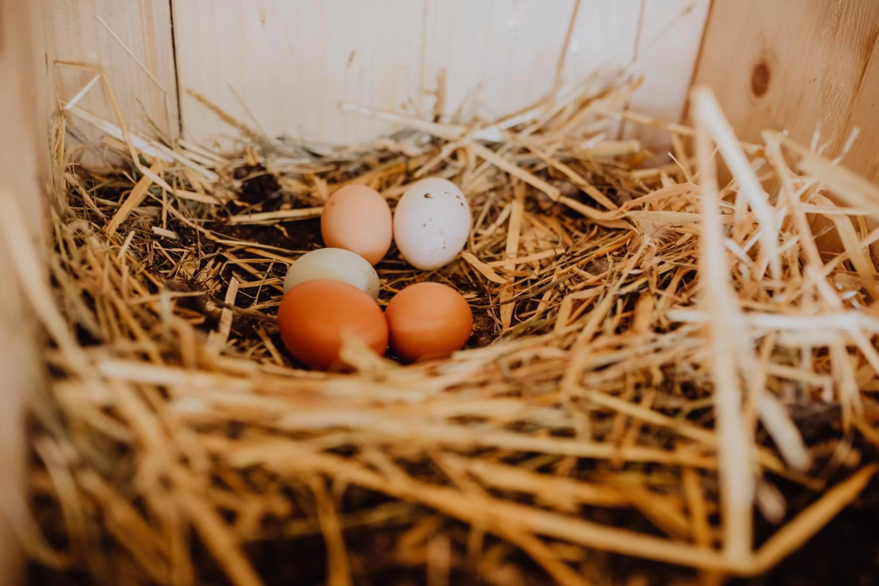 Animals, Food in Panorama Hotel Gasthof Leidingerhof