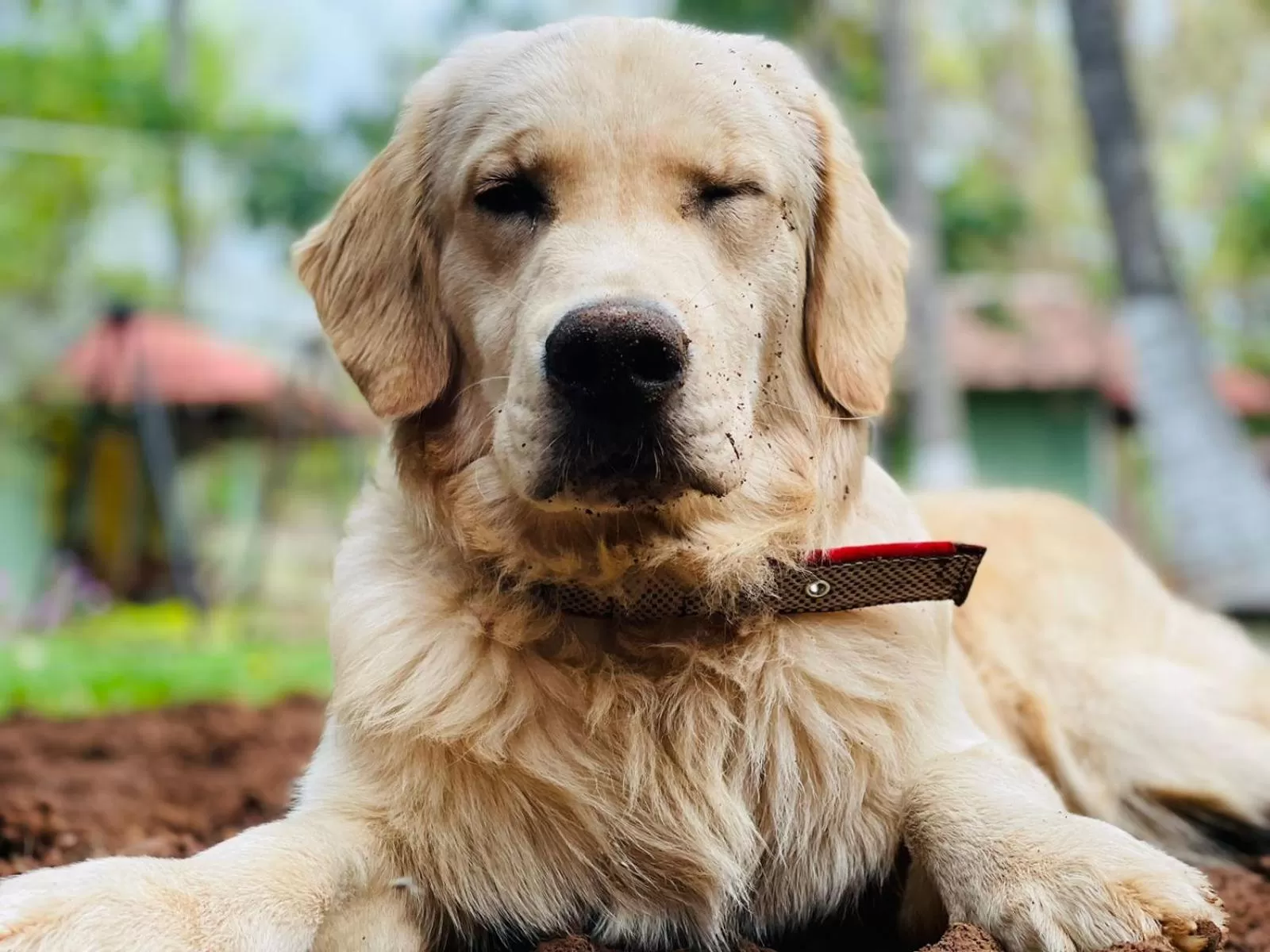 Pets in Commune18 Resort Chikmagalur