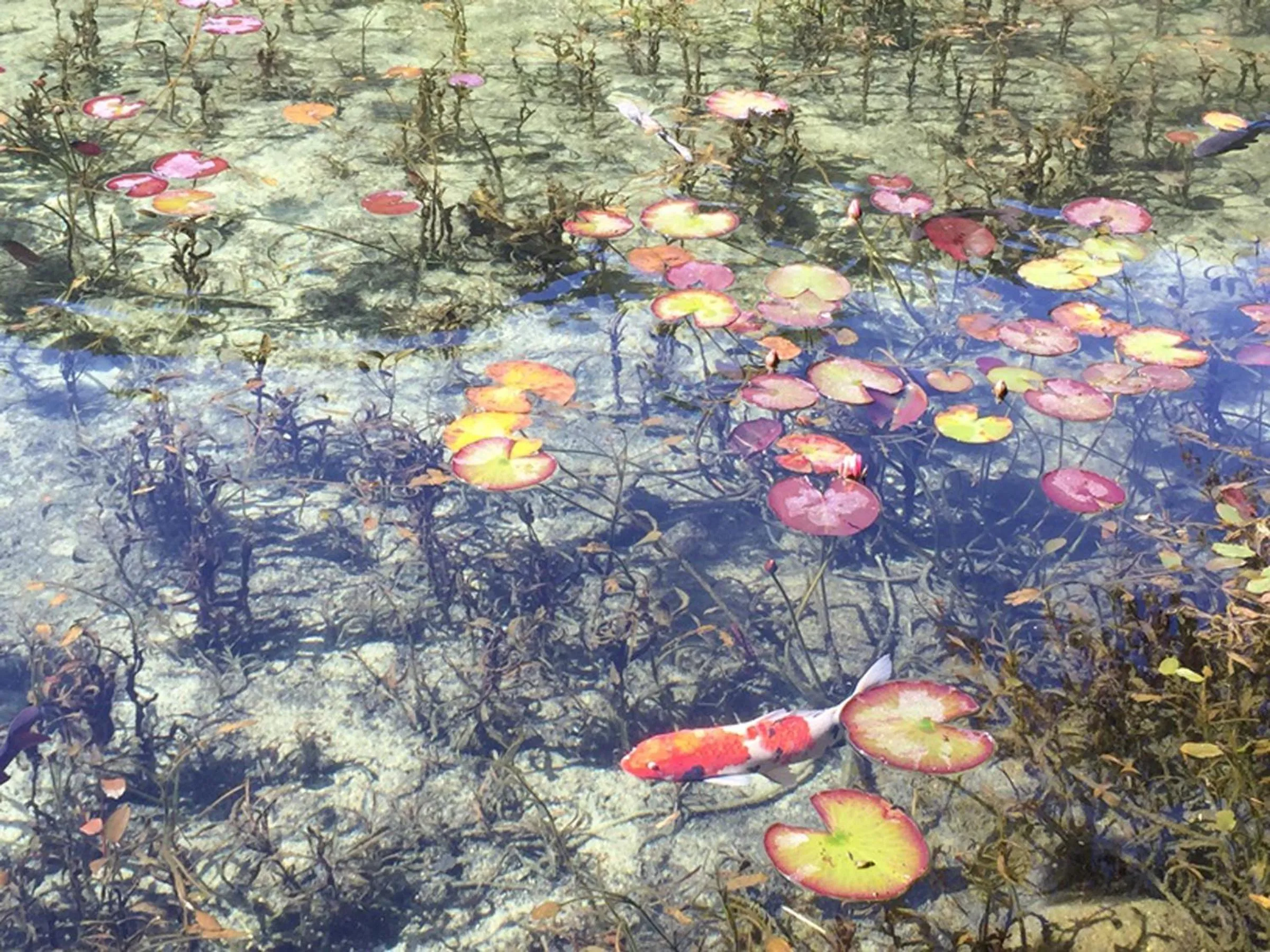 Nearby landmark in Miyako Hotel Gifu Nagaragawa