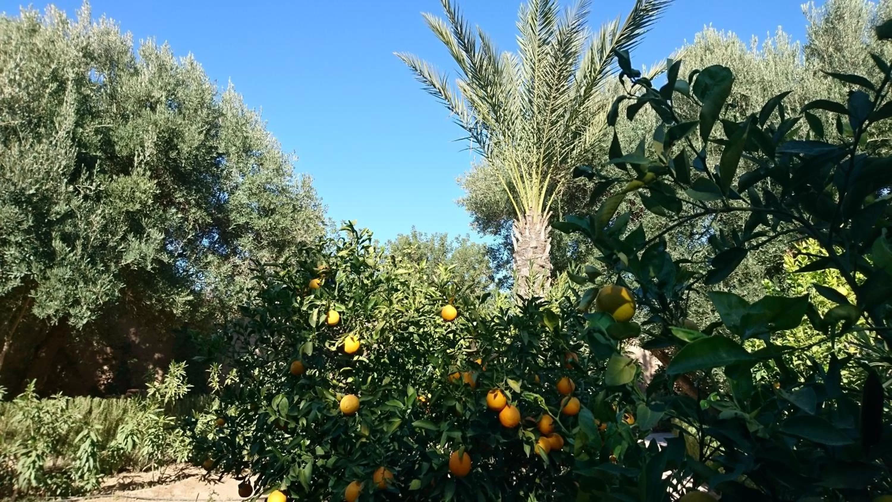 Garden in Les Trois Paons