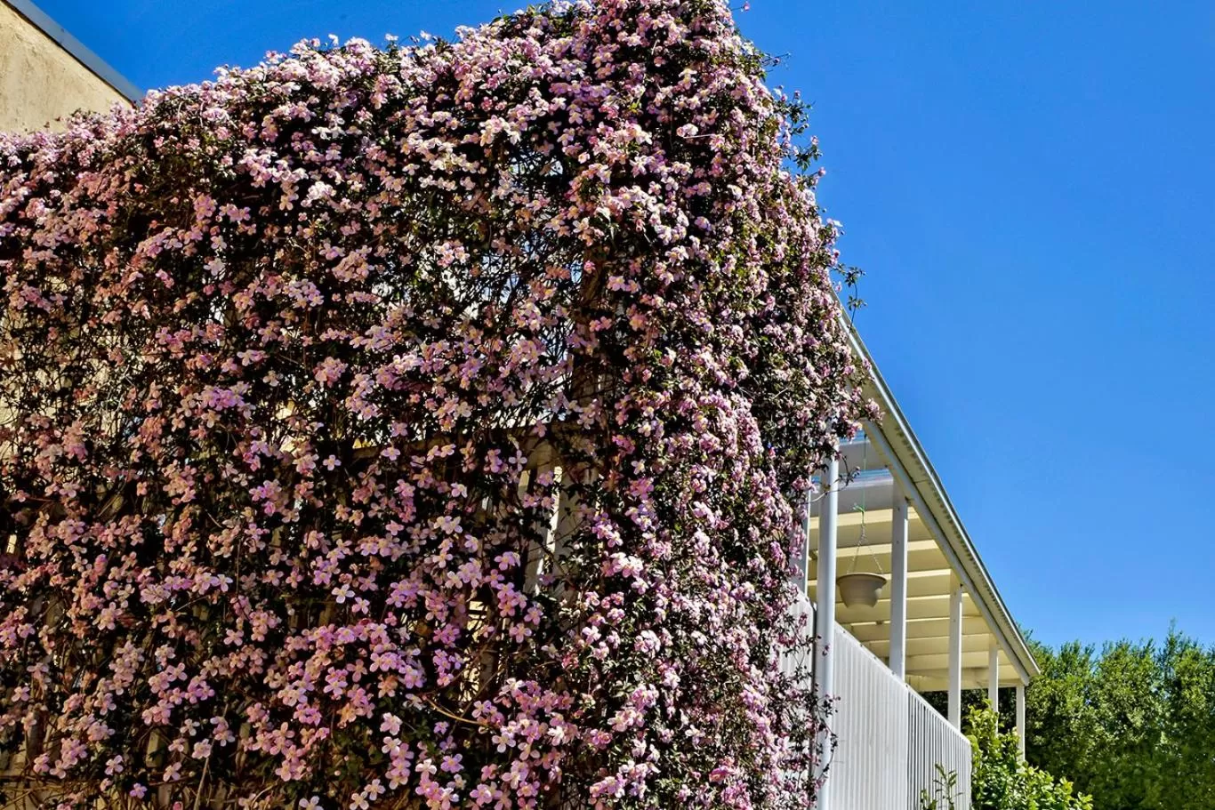 Garden, Property Building in Bundanoon Lodge