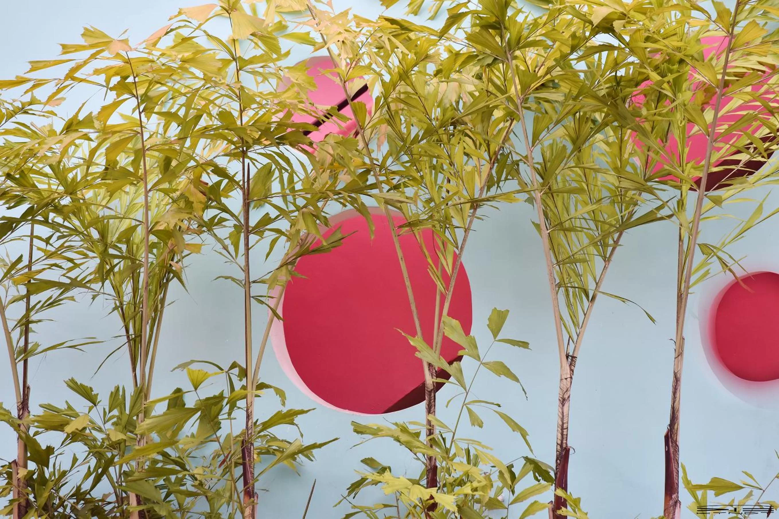 Property building in Rossa Palma