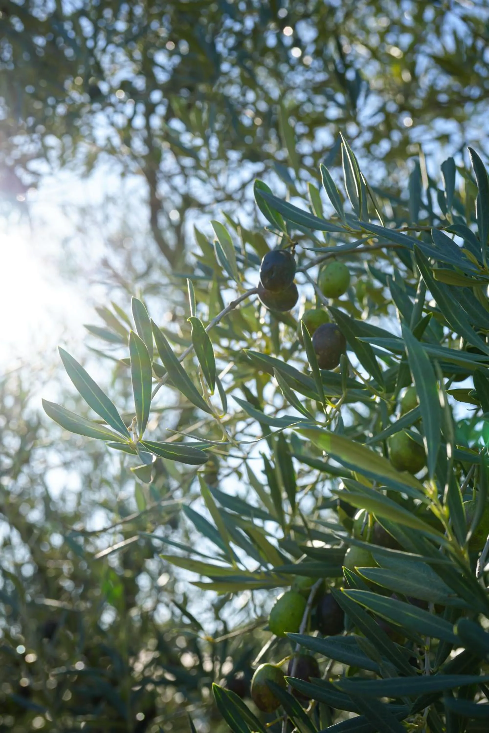 Natural landscape in La Bastide Du Clos des Roses - Teritoria
