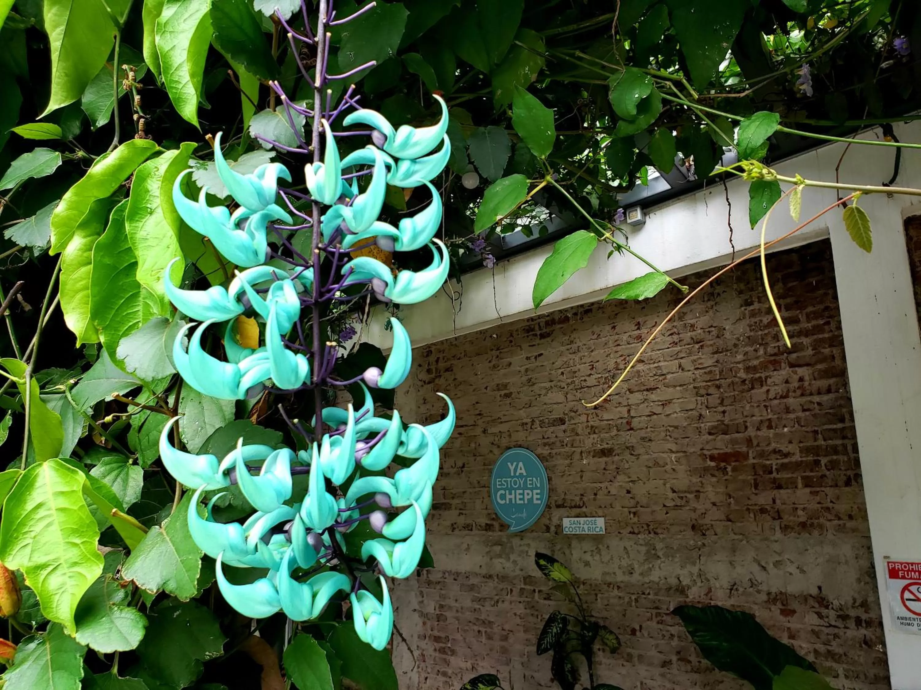 Garden in Cando Living Apartments in Central Avenue