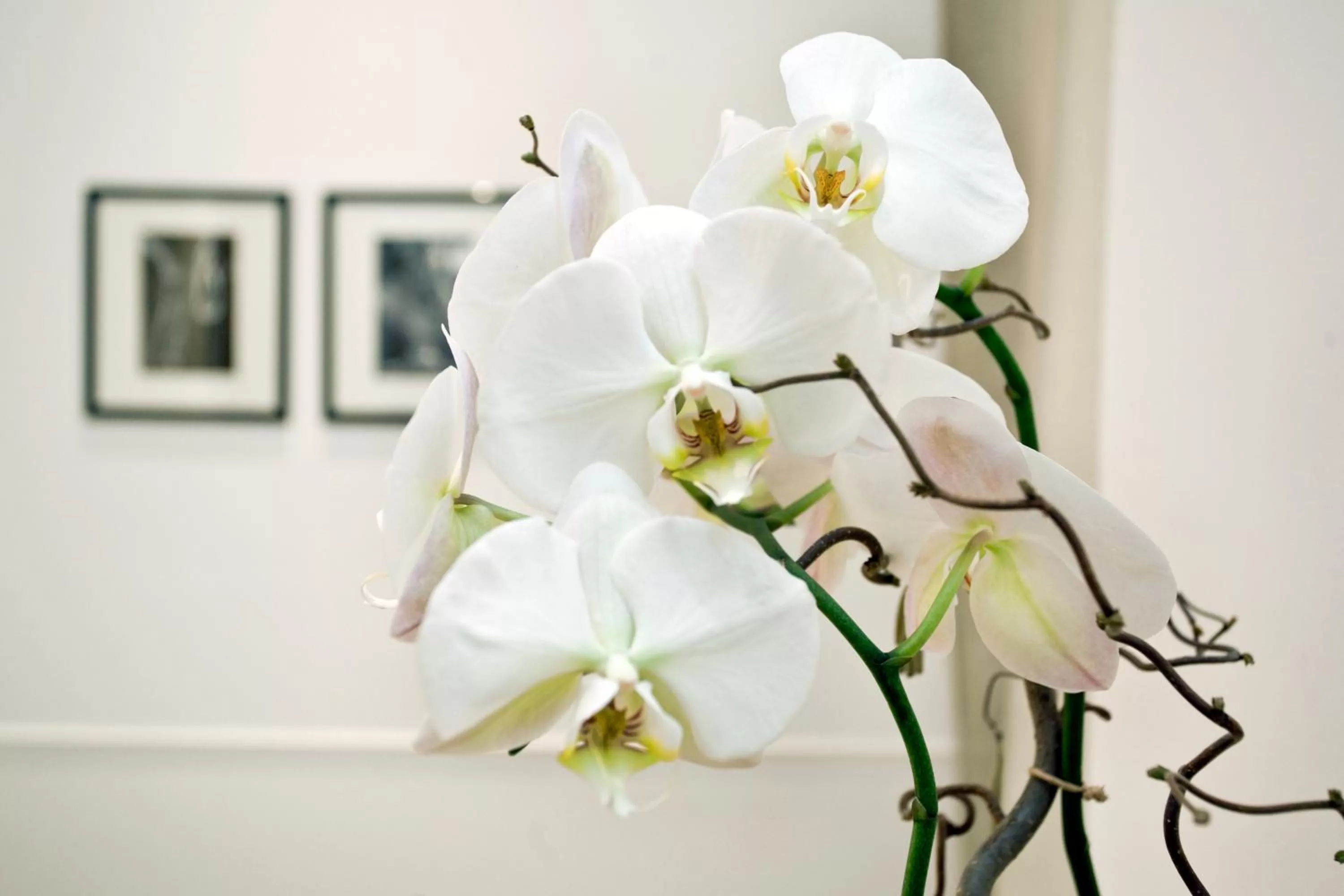 Decorative detail in Vanity Navona