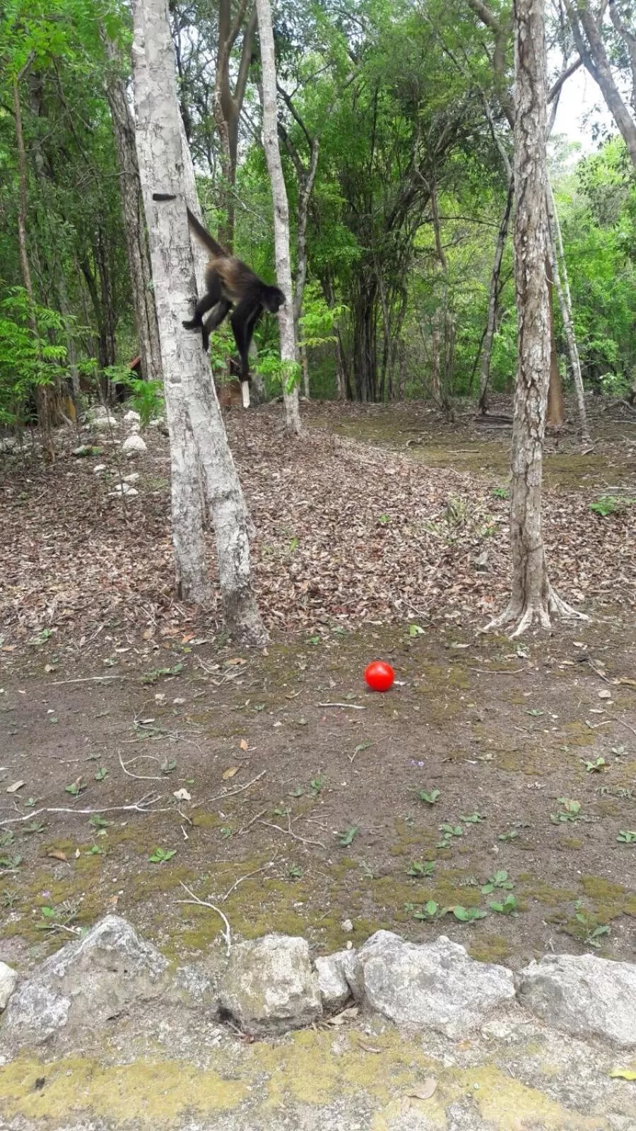 Animals, Other Animals in Hotel Chaac Calakmul