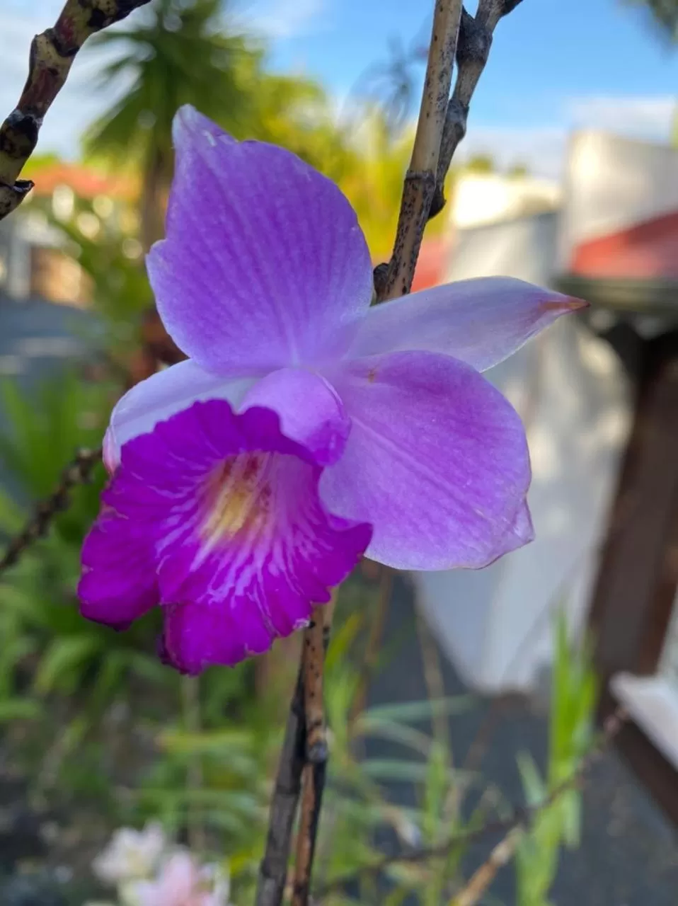 Villa Cajou chambres d'hôtes chez l'habitant et Zanzibar cottage